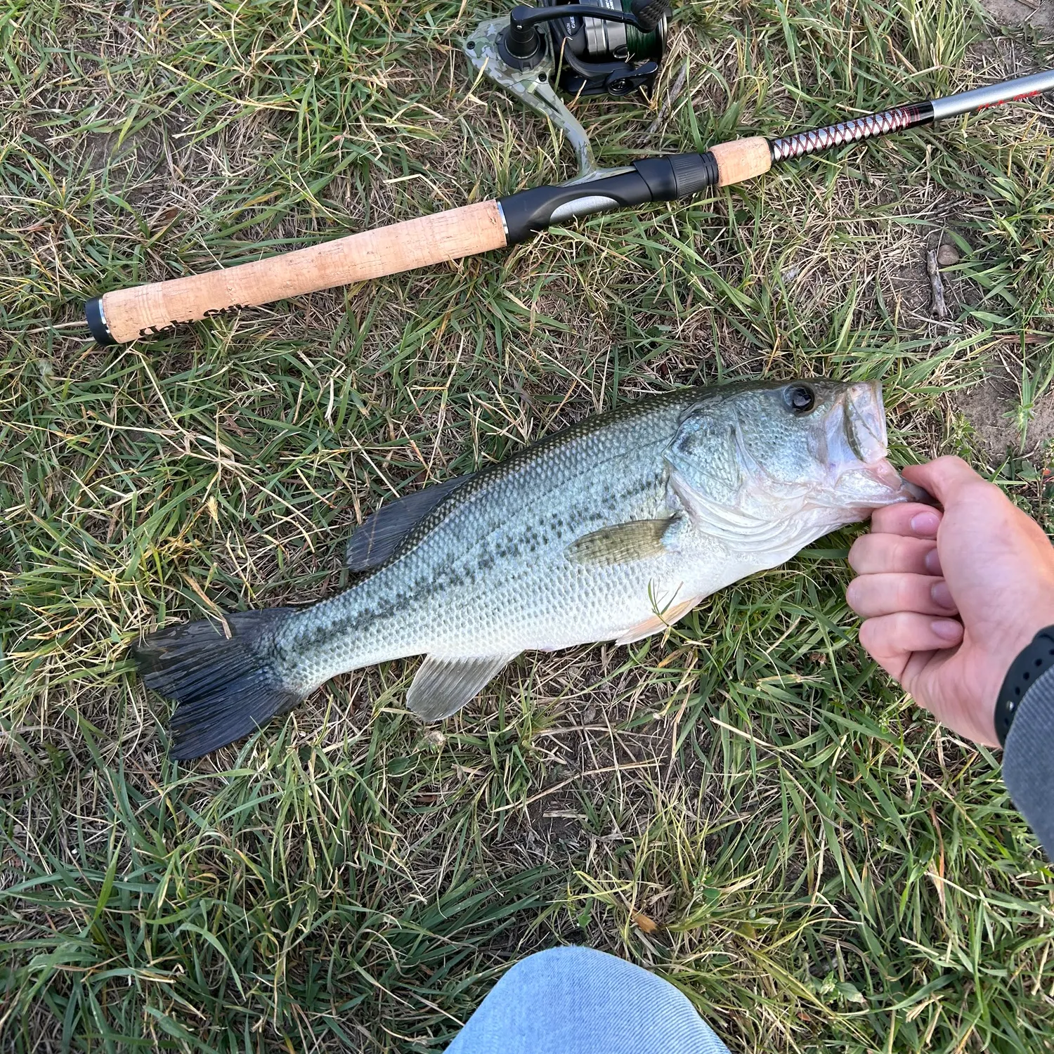 Largemouth bass caught on Fishbrain