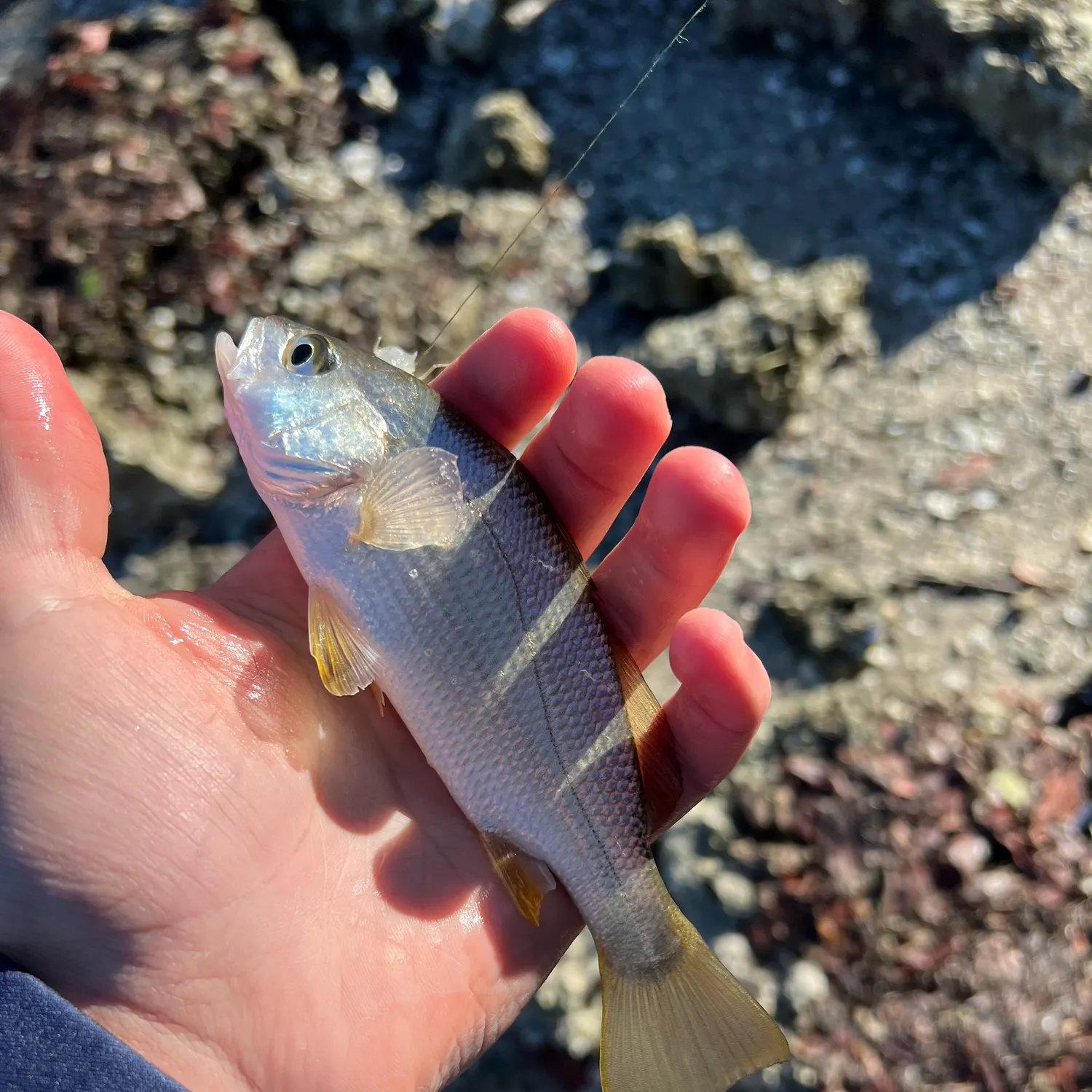 The most recent Sand seatrout catches on Fishbrain