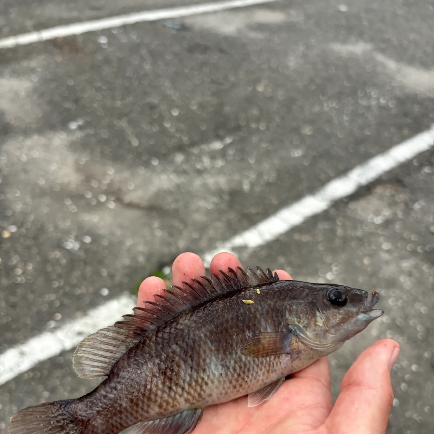 Cunner caught on Fishbrain