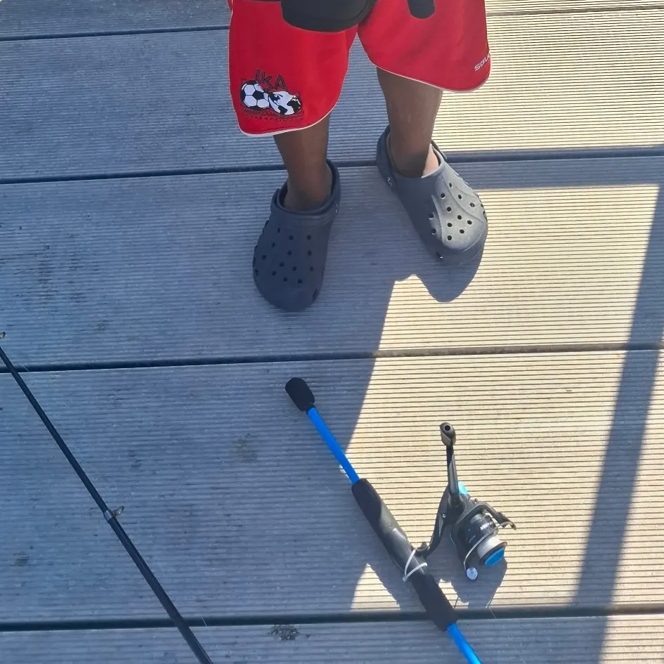 The most recent Flat needlefish catches on Fishbrain