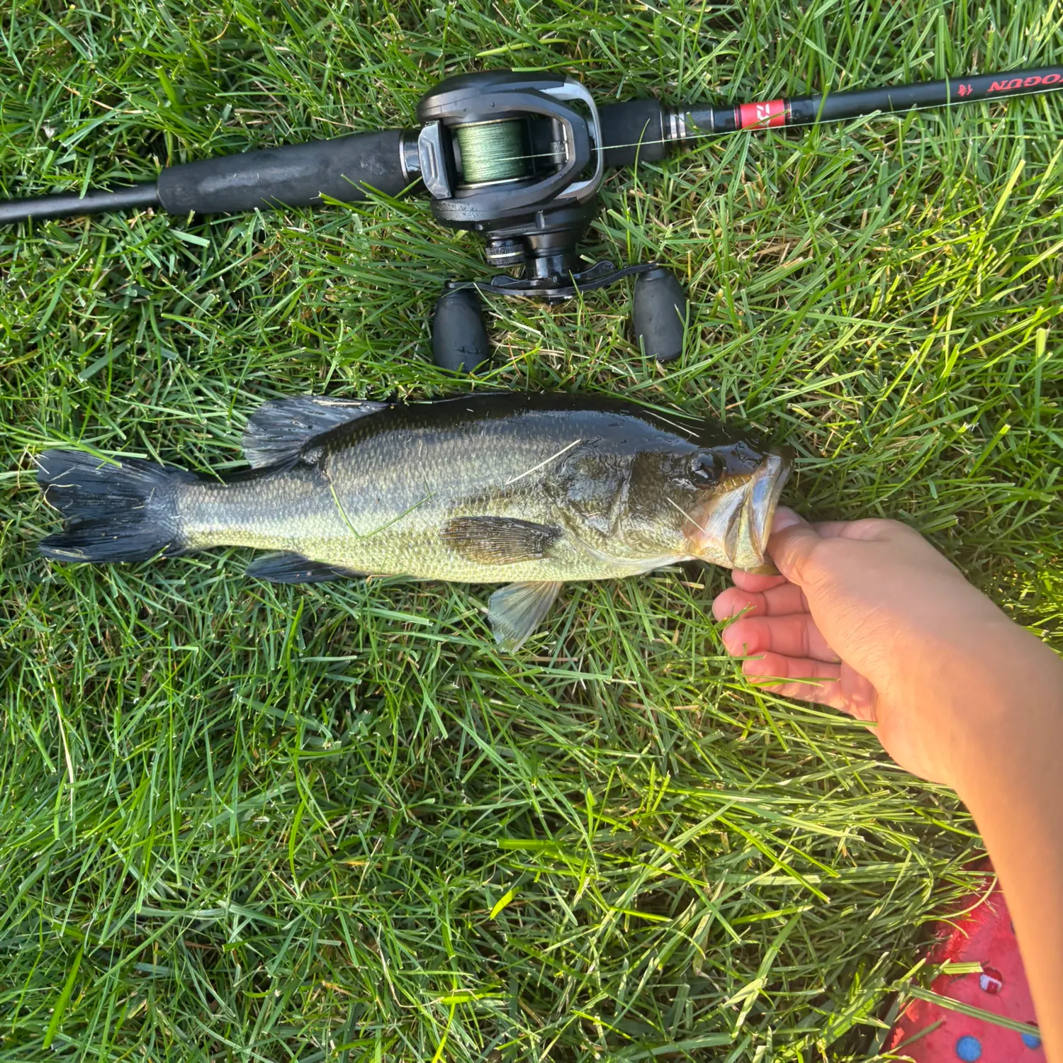 Largemouth bass caught on Fishbrain
