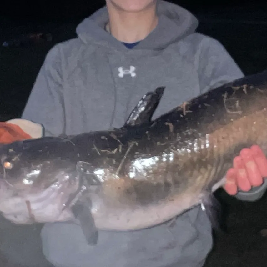 Channel catfish caught on Fishbrain