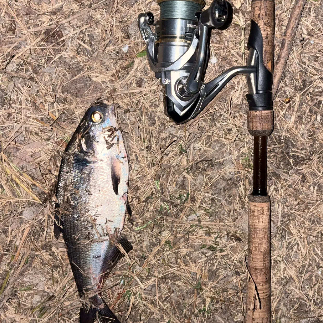 The most recent American gizzard shad catches on Fishbrain