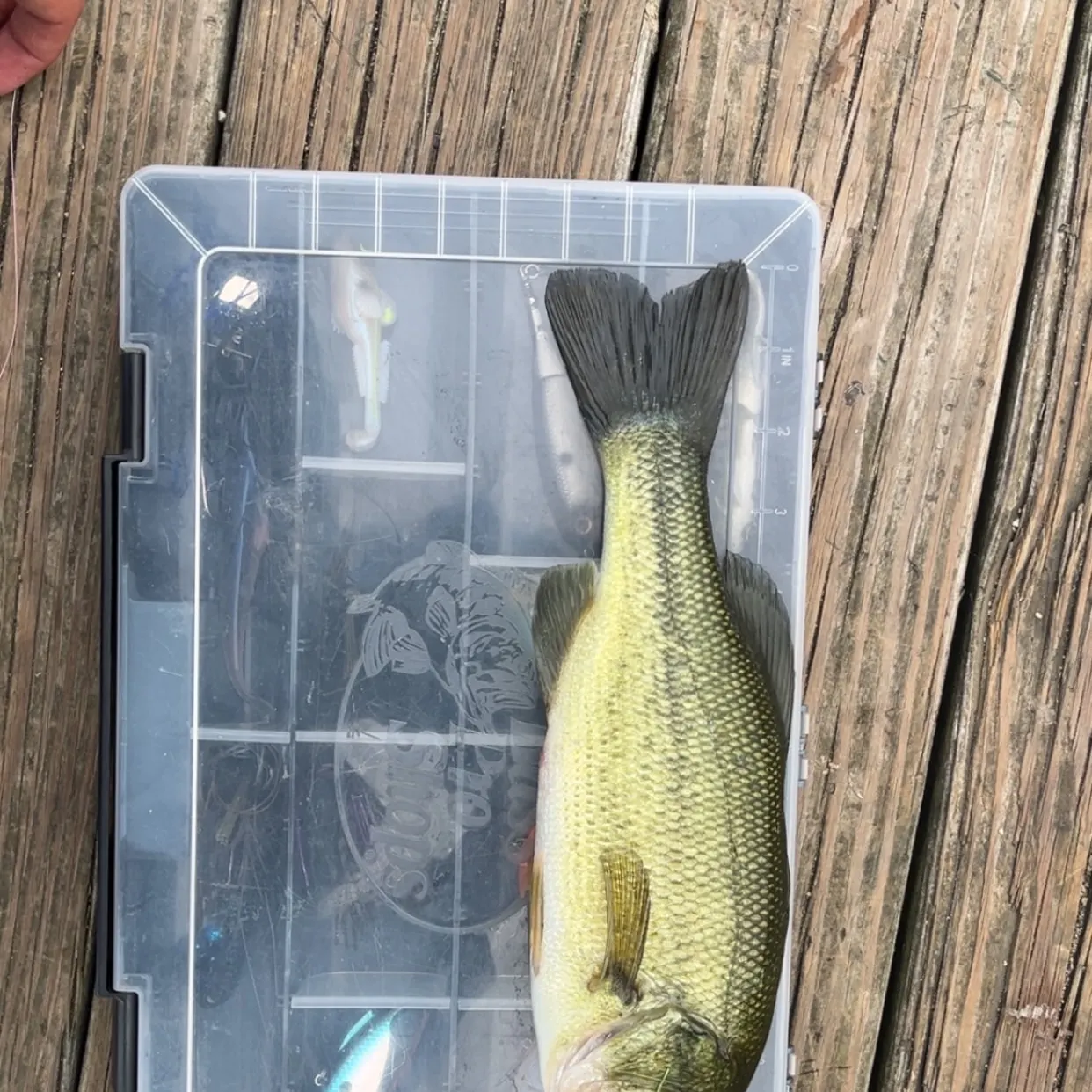 Largemouth bass caught on Fishbrain