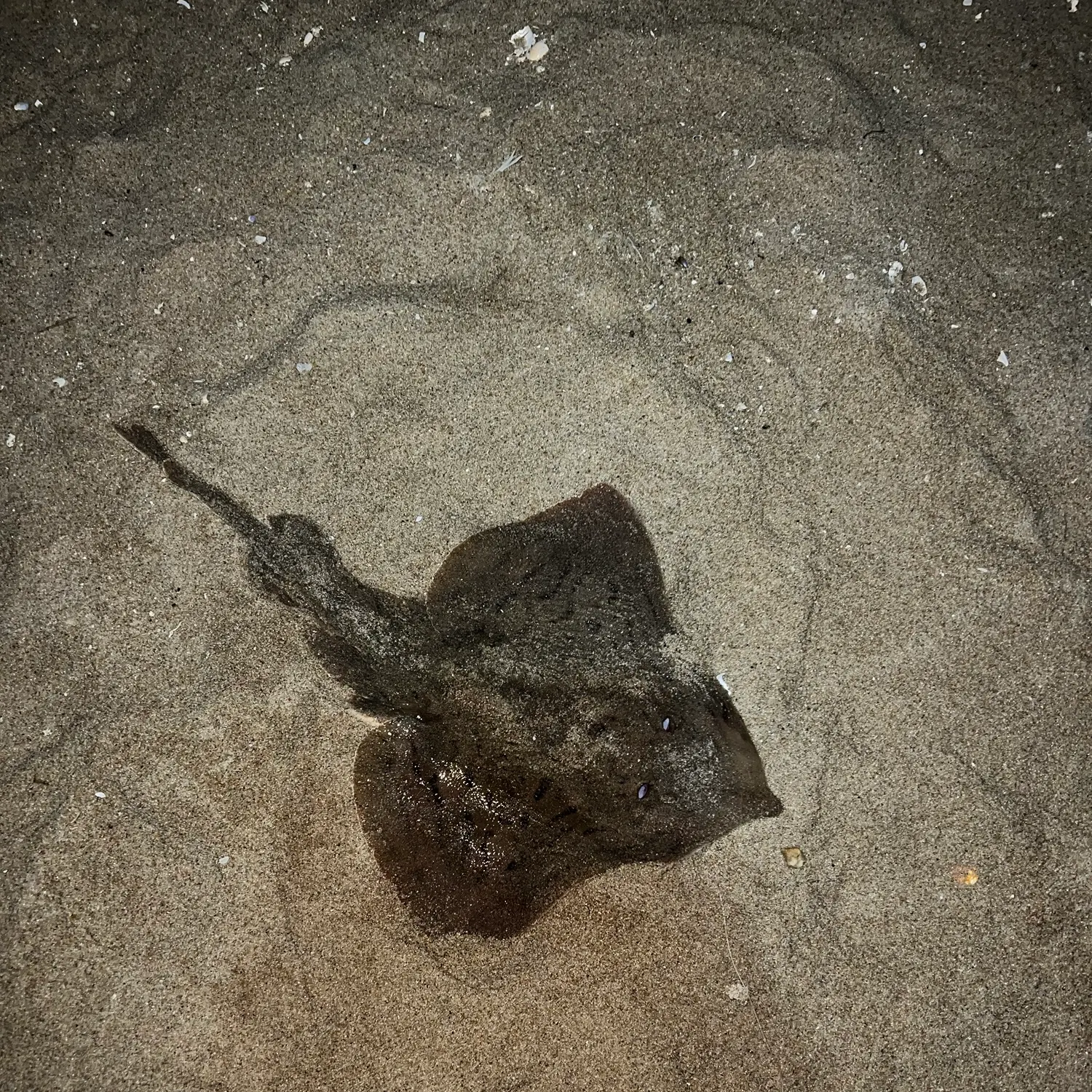 The most recent Clearnose skate catches on Fishbrain