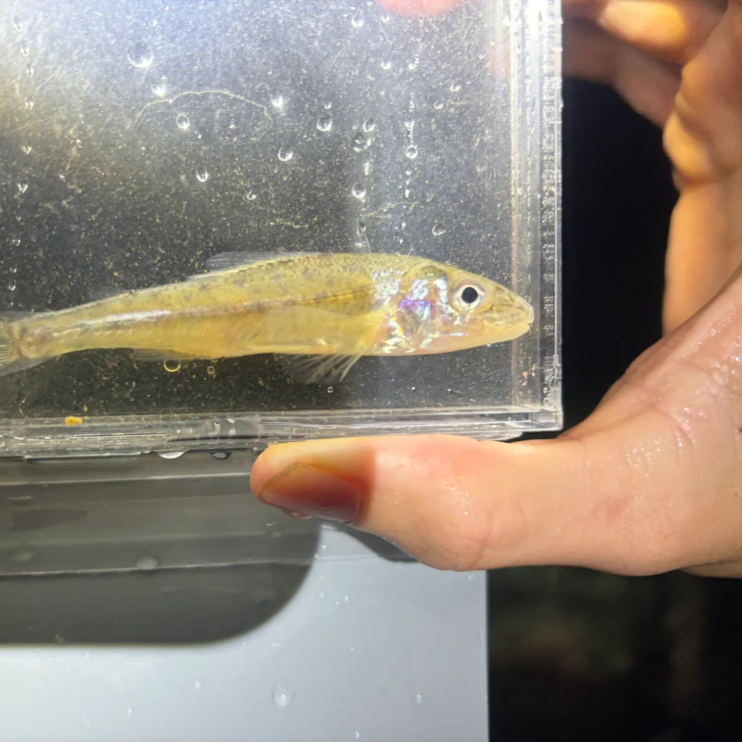 The most recent Trout-perch catches on Fishbrain