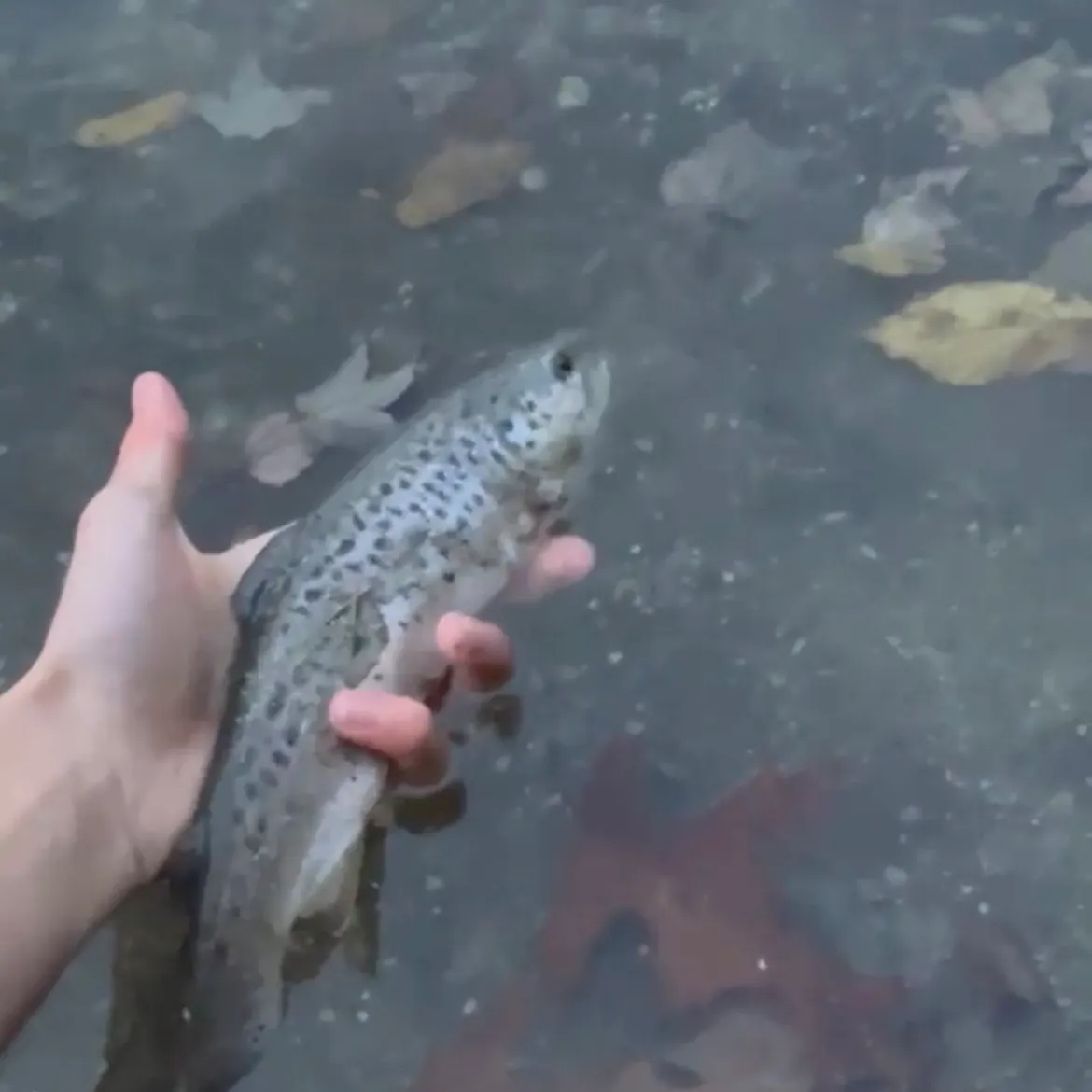 Brown trout caught on Fishbrain