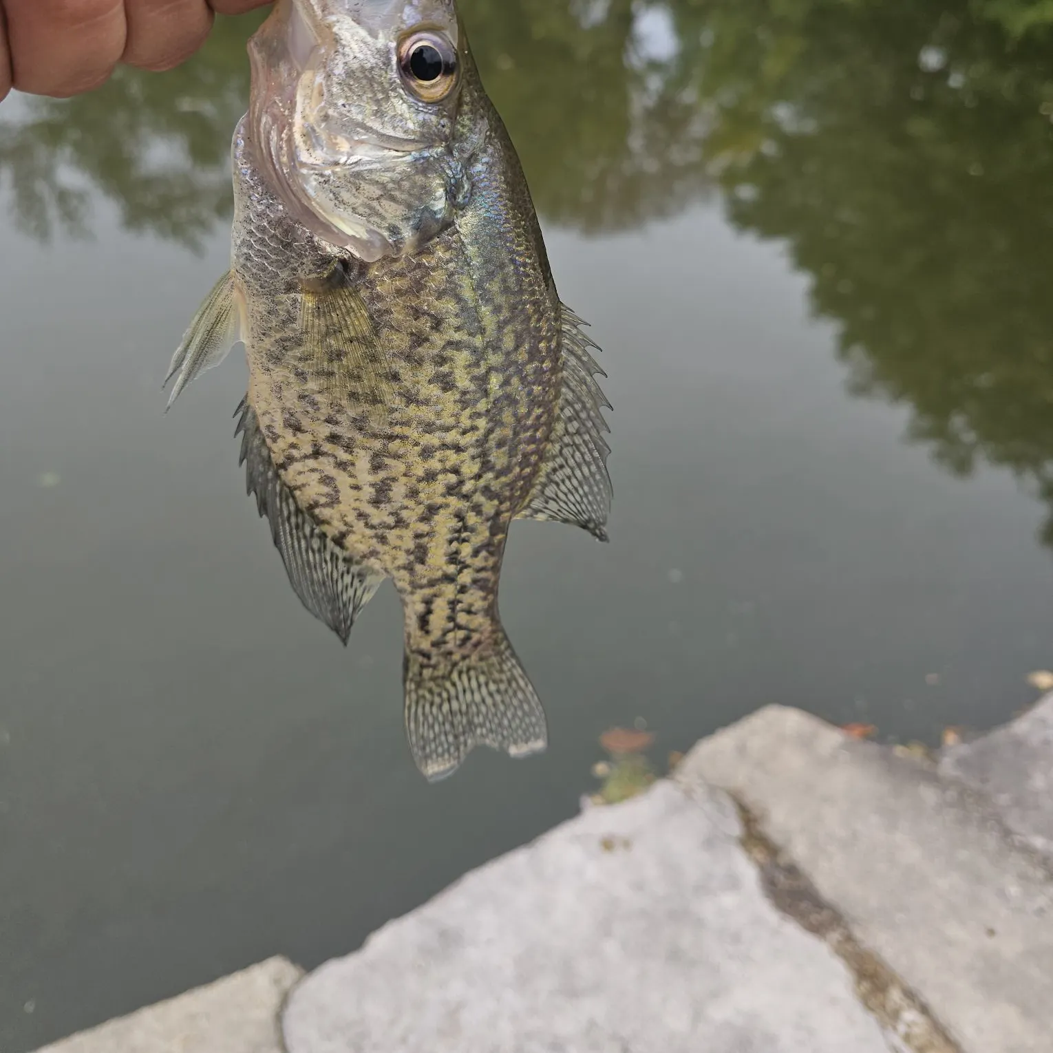 Black crappie caught on Fishbrain