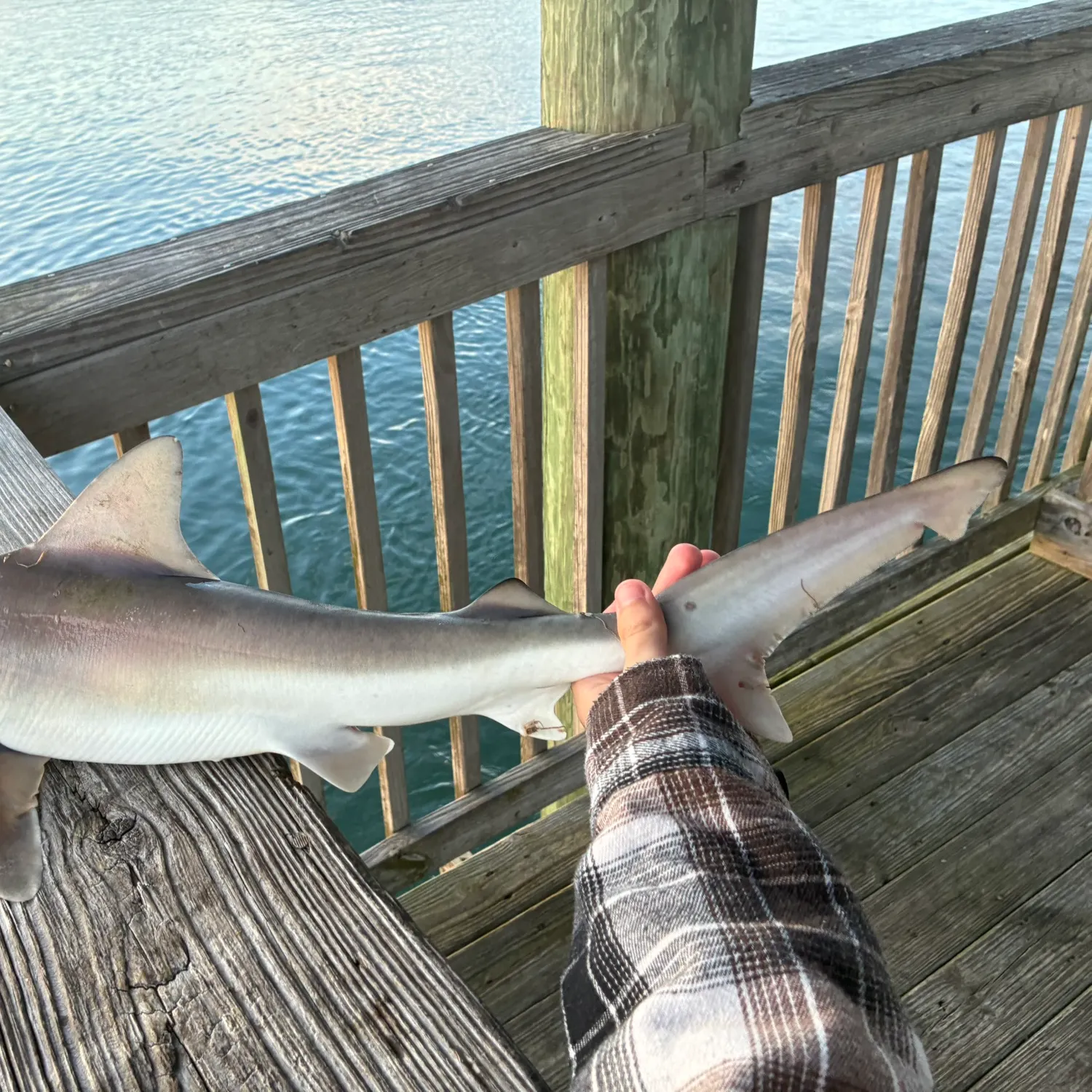 The most recent Sandbar shark catches on Fishbrain