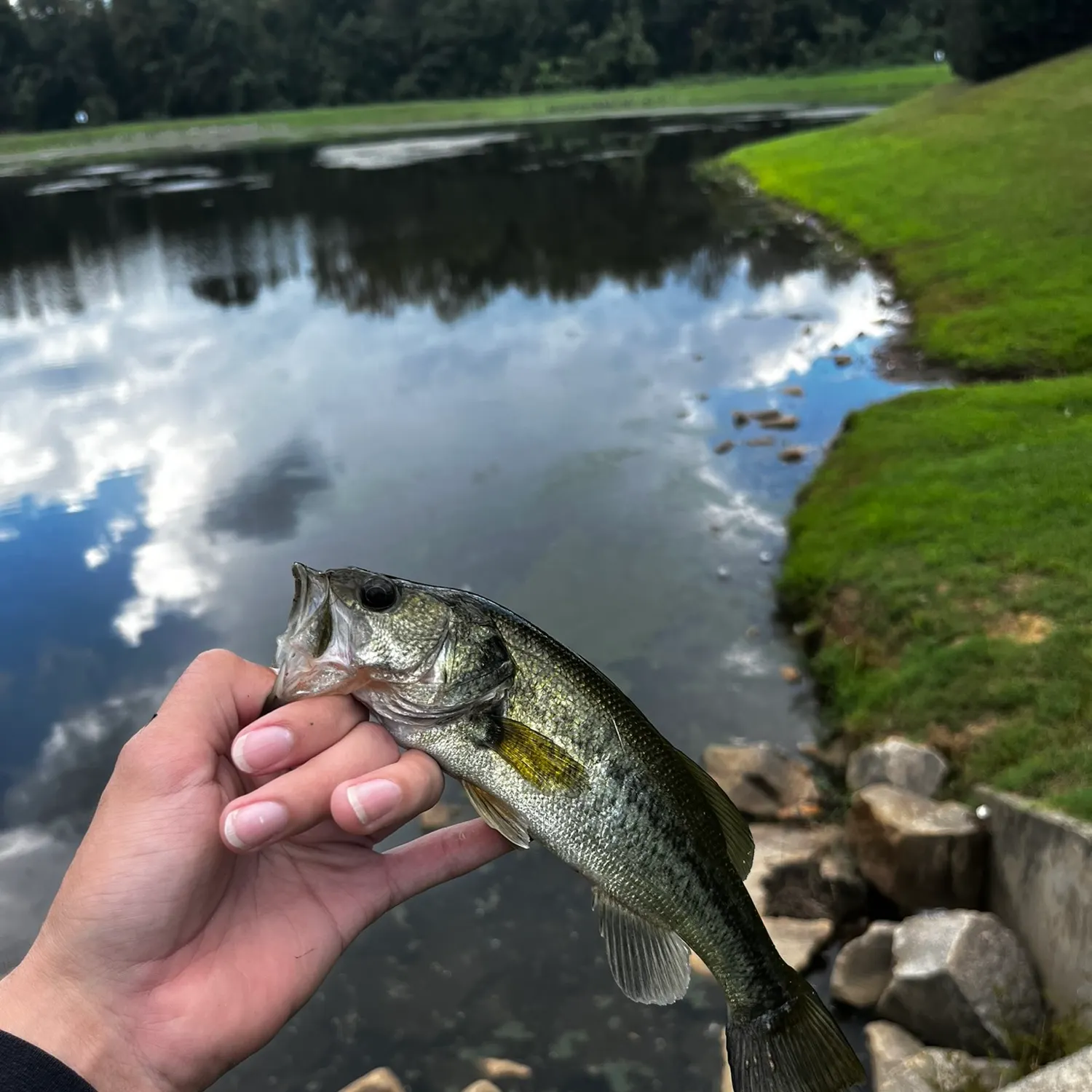 Largemouth bass caught on Fishbrain