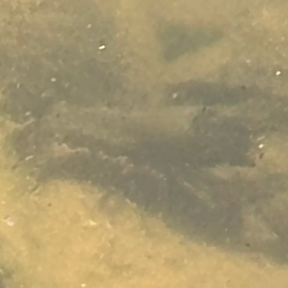The most recent Calico crayfish catches on Fishbrain