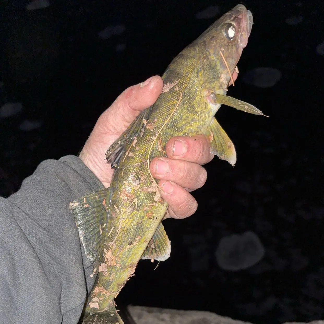 The most recent Walleye catches on Fishbrain