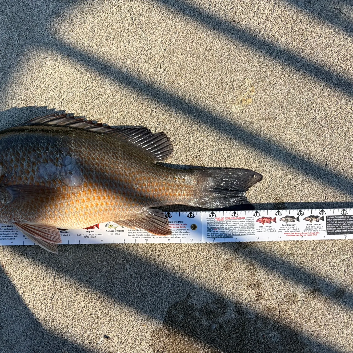 recently logged catches