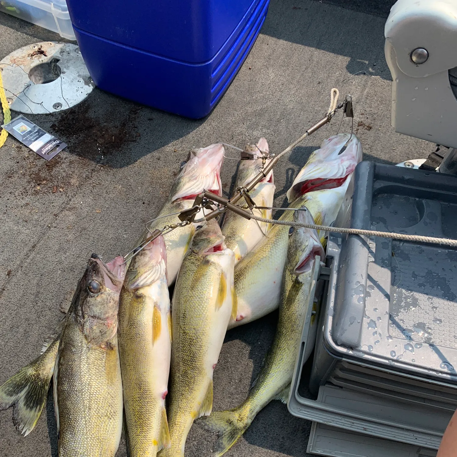 recently logged catches