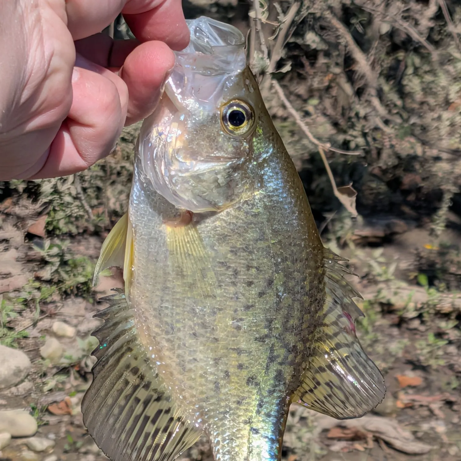 Black crappie caught on Fishbrain