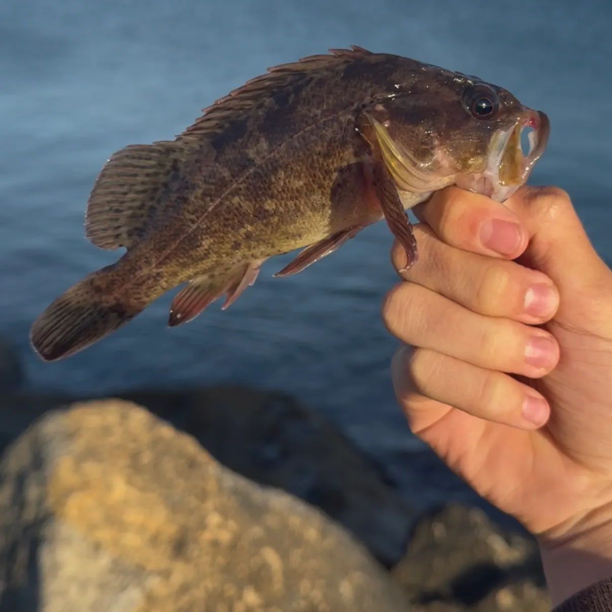 The most recent Brown rockfish catches on Fishbrain