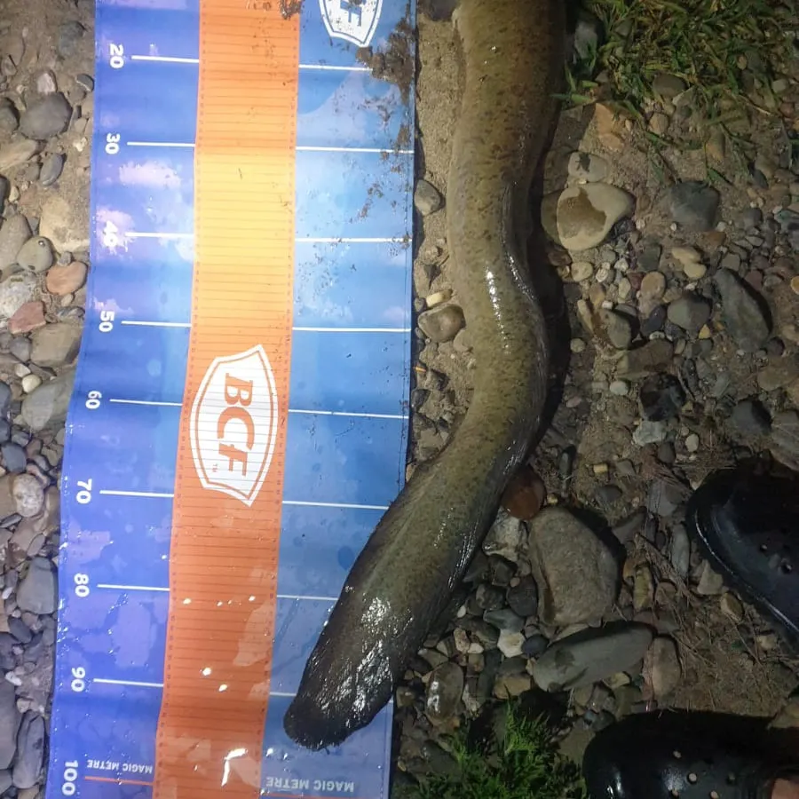 The most recent Shortfin eel catches on Fishbrain