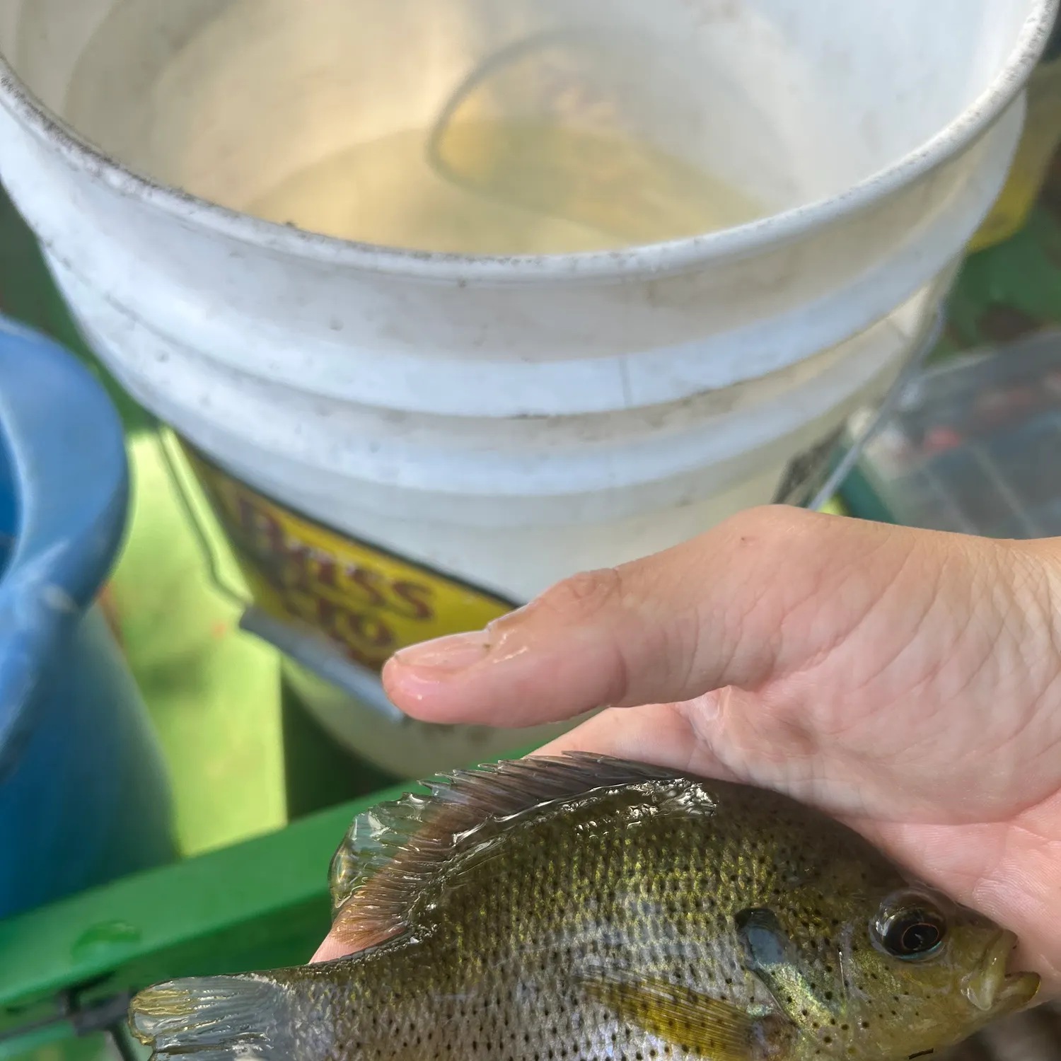 The most recent Spotted sunfish catches on Fishbrain