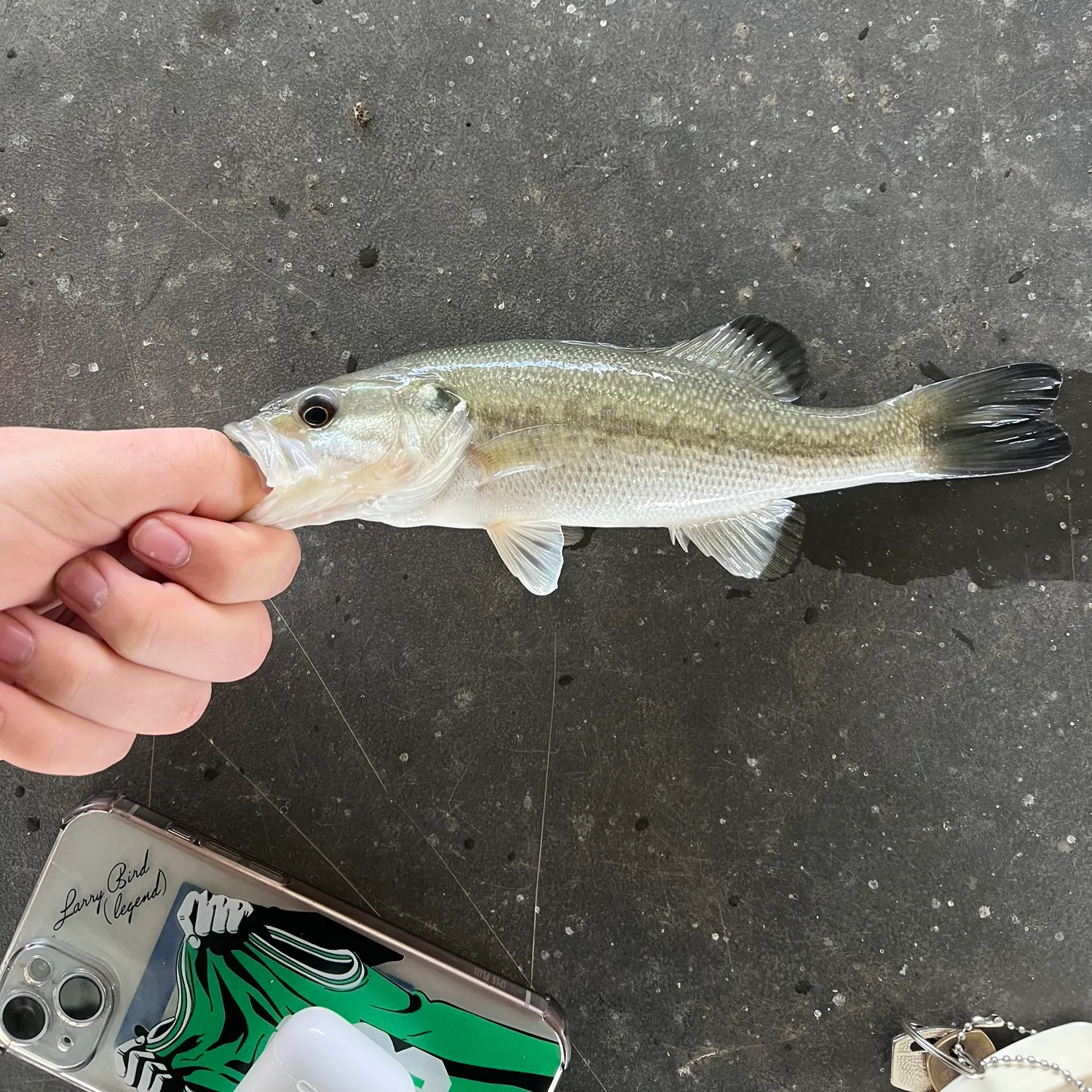 recently logged catches