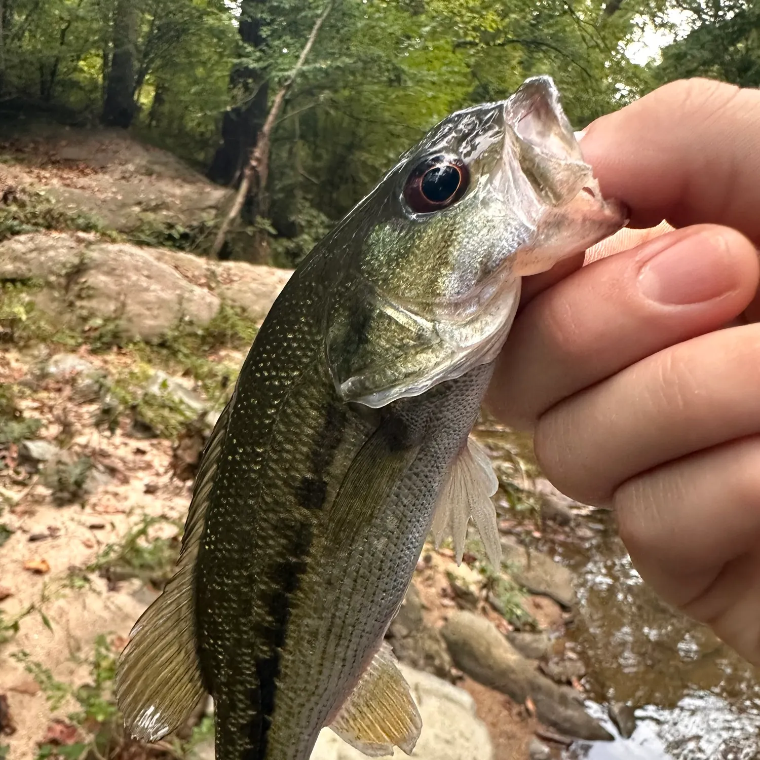 Spotted bass caught on Fishbrain