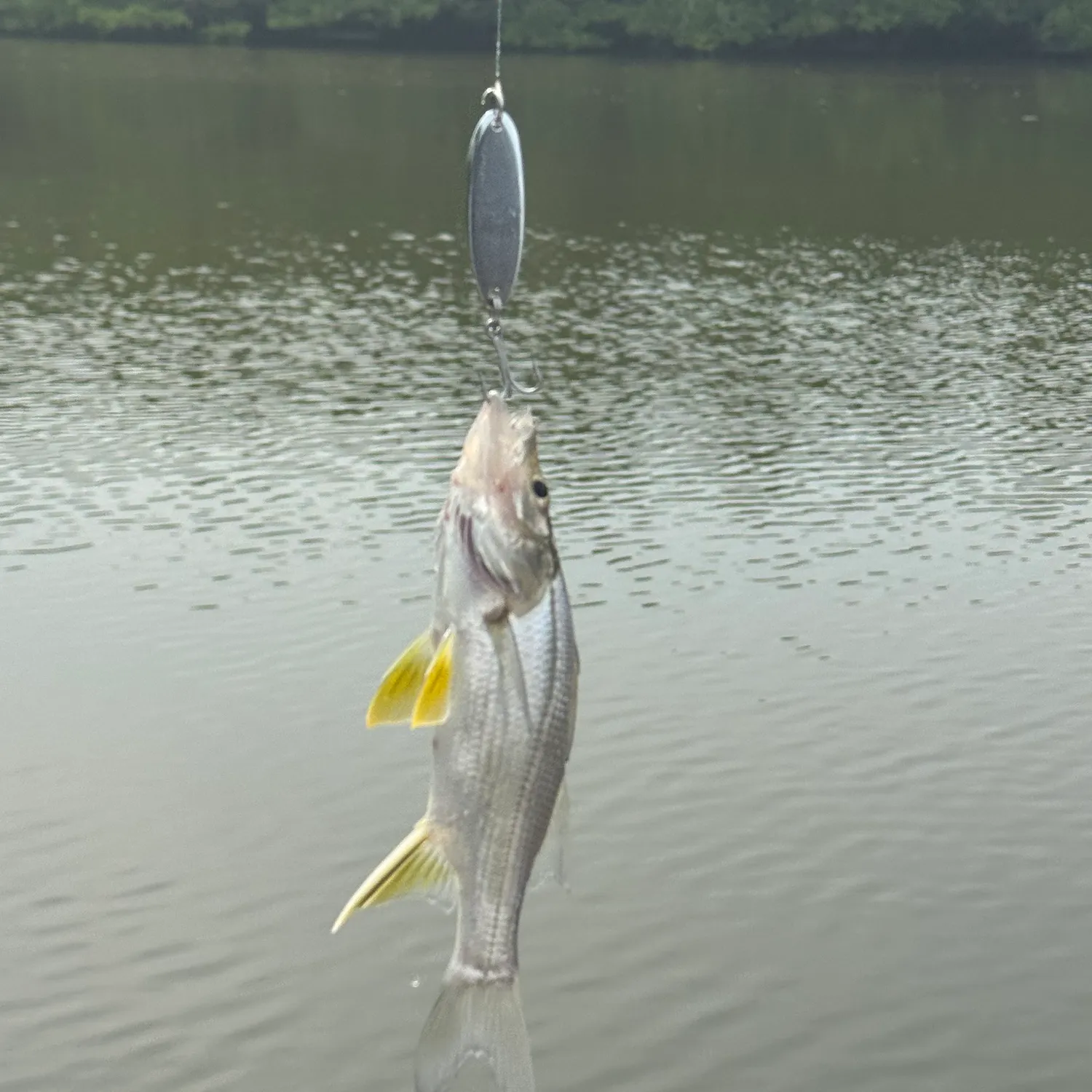 The most recent Pacific crevalle jack catches on Fishbrain