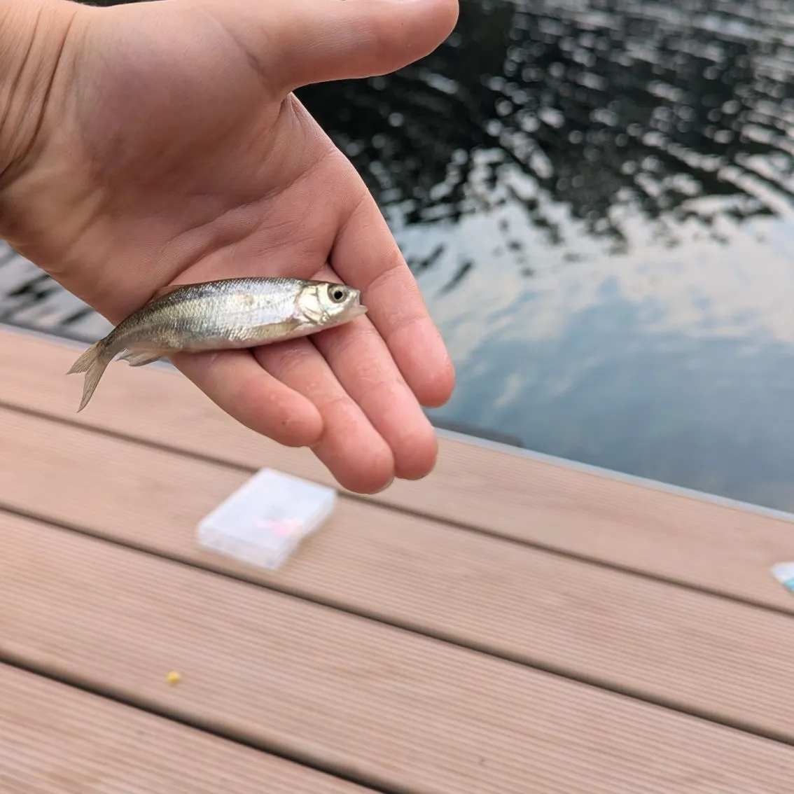 Rainbow trout caught on Fishbrain