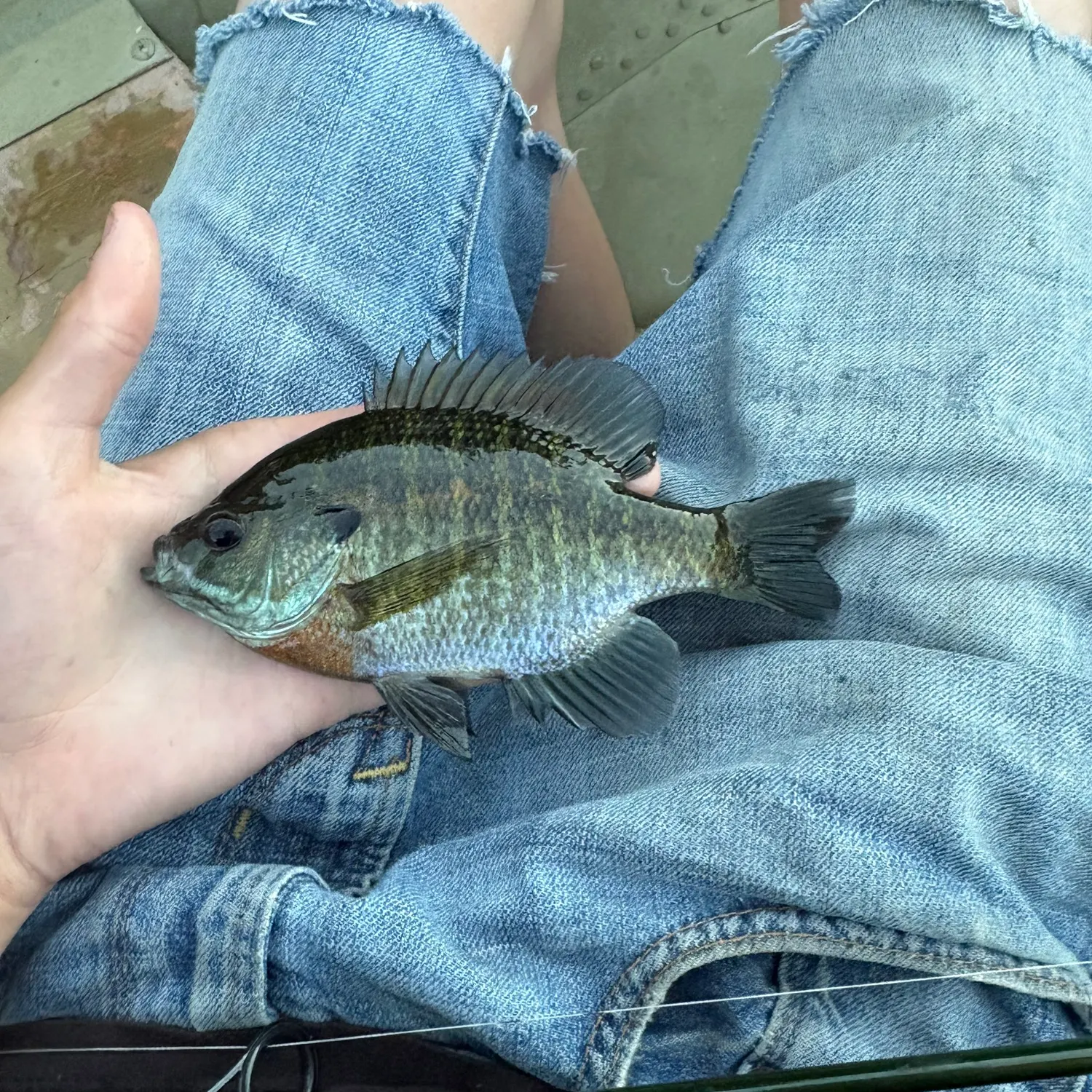 Bluegill caught on Fishbrain