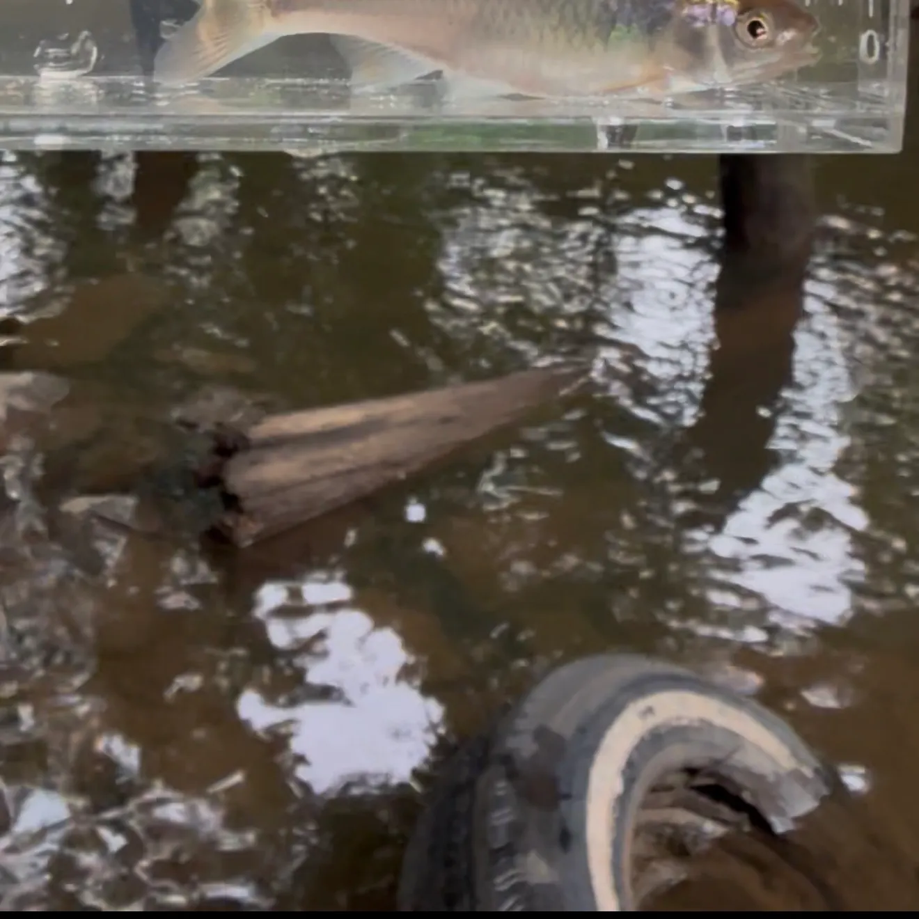 The most recent Ocmulgee shiner catches on Fishbrain