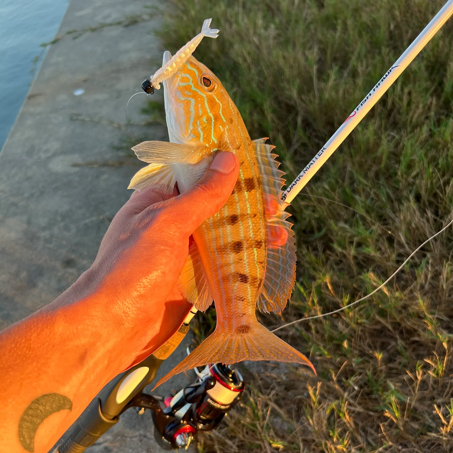 The most recent Sand perch catches on Fishbrain