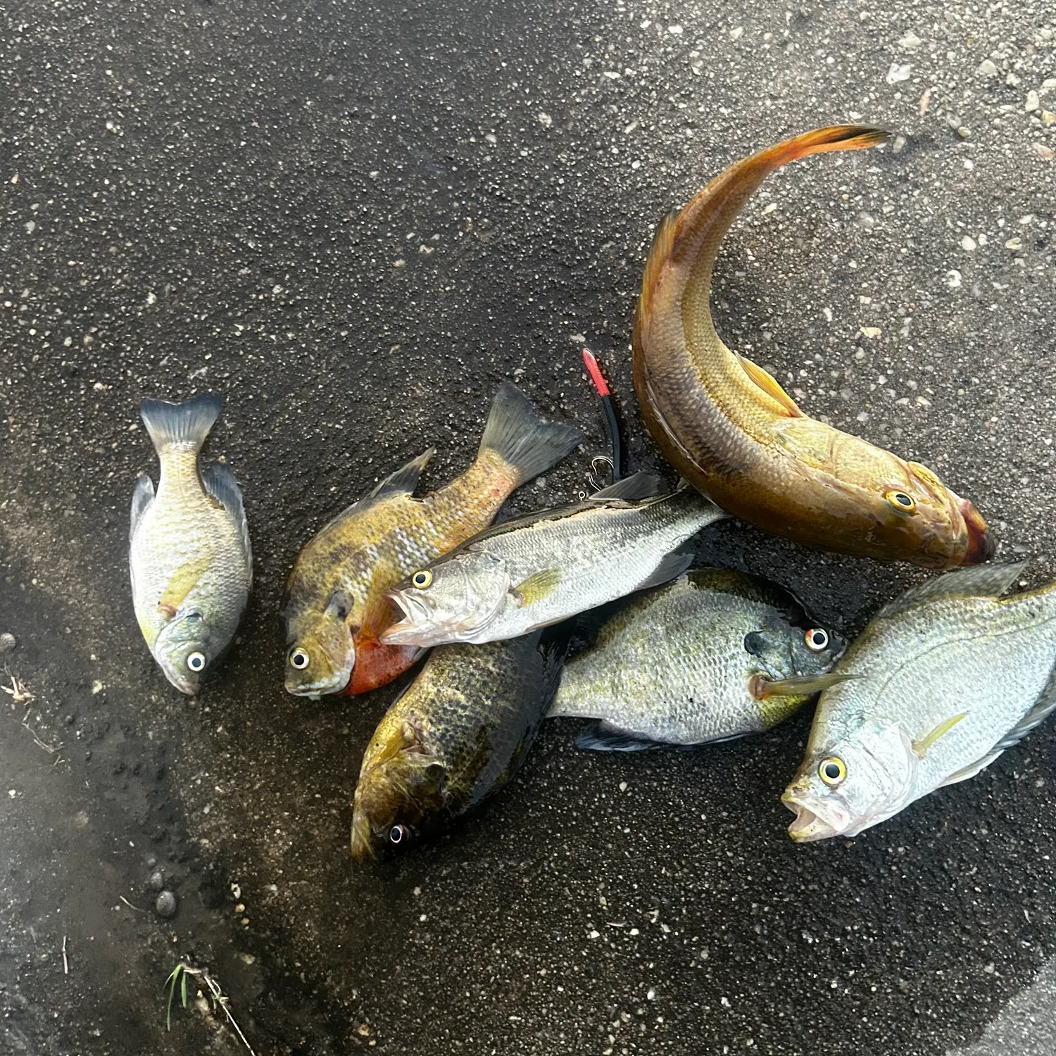 recently logged catches