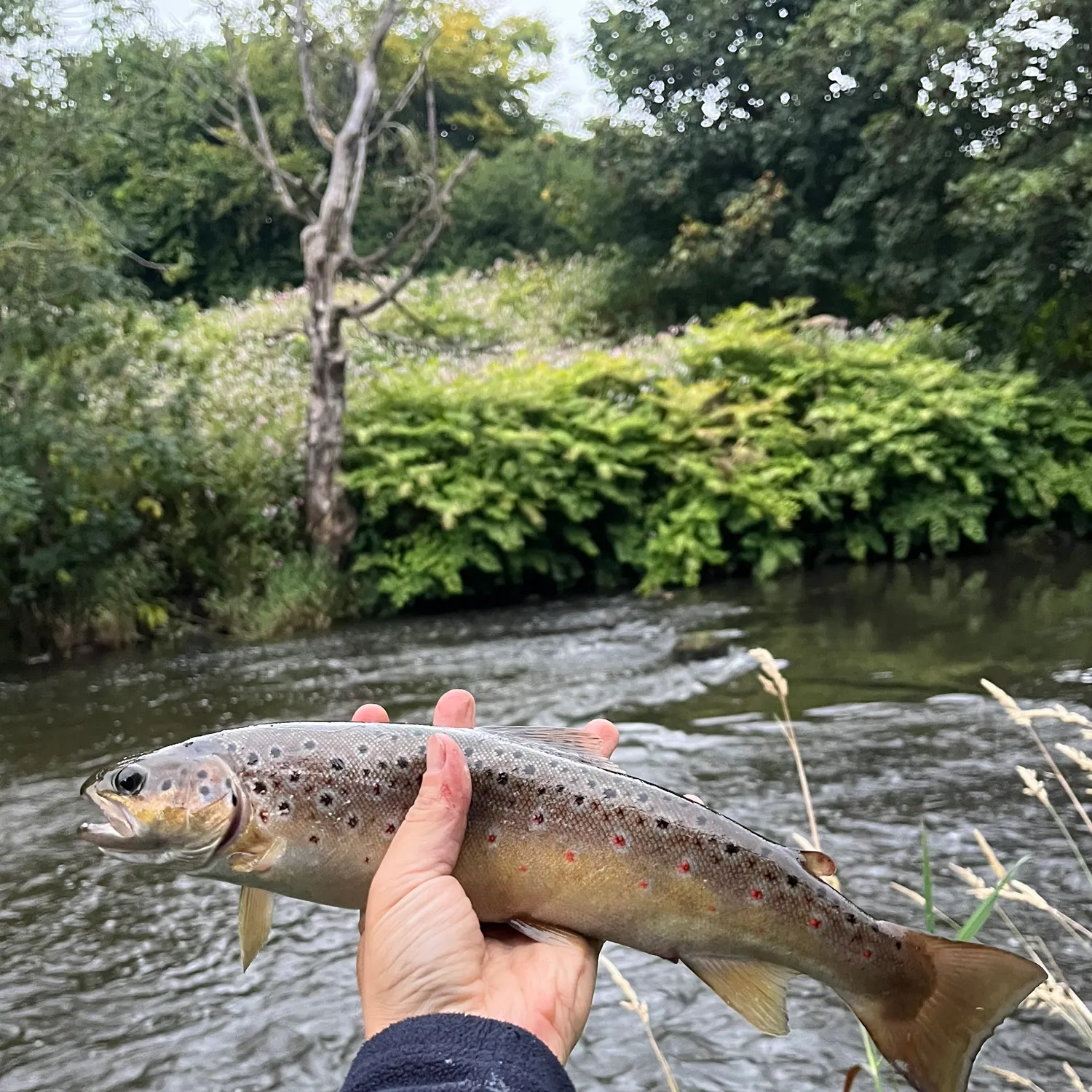 Brown trout caught on Fishbrain