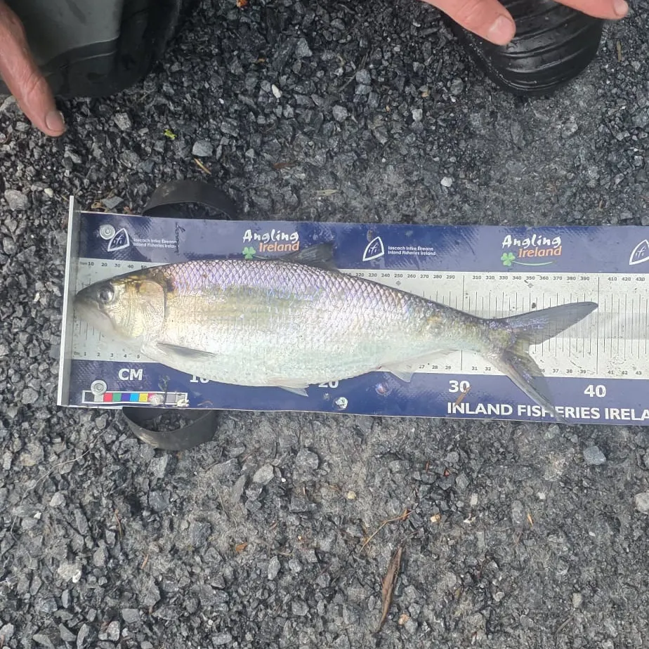 The most recent Twait shad catches on Fishbrain