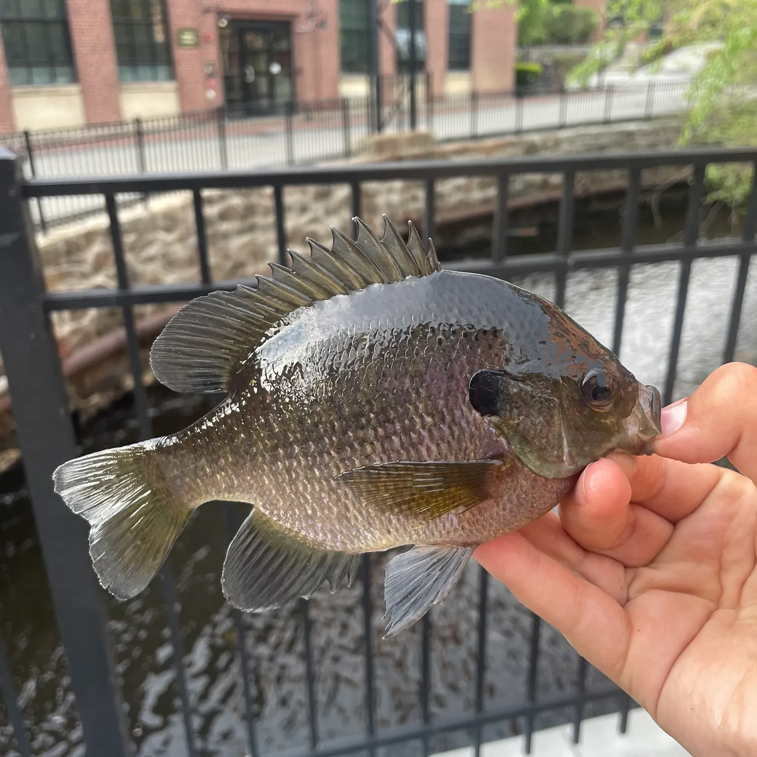 The most recent Coppernose bluegill catches on Fishbrain