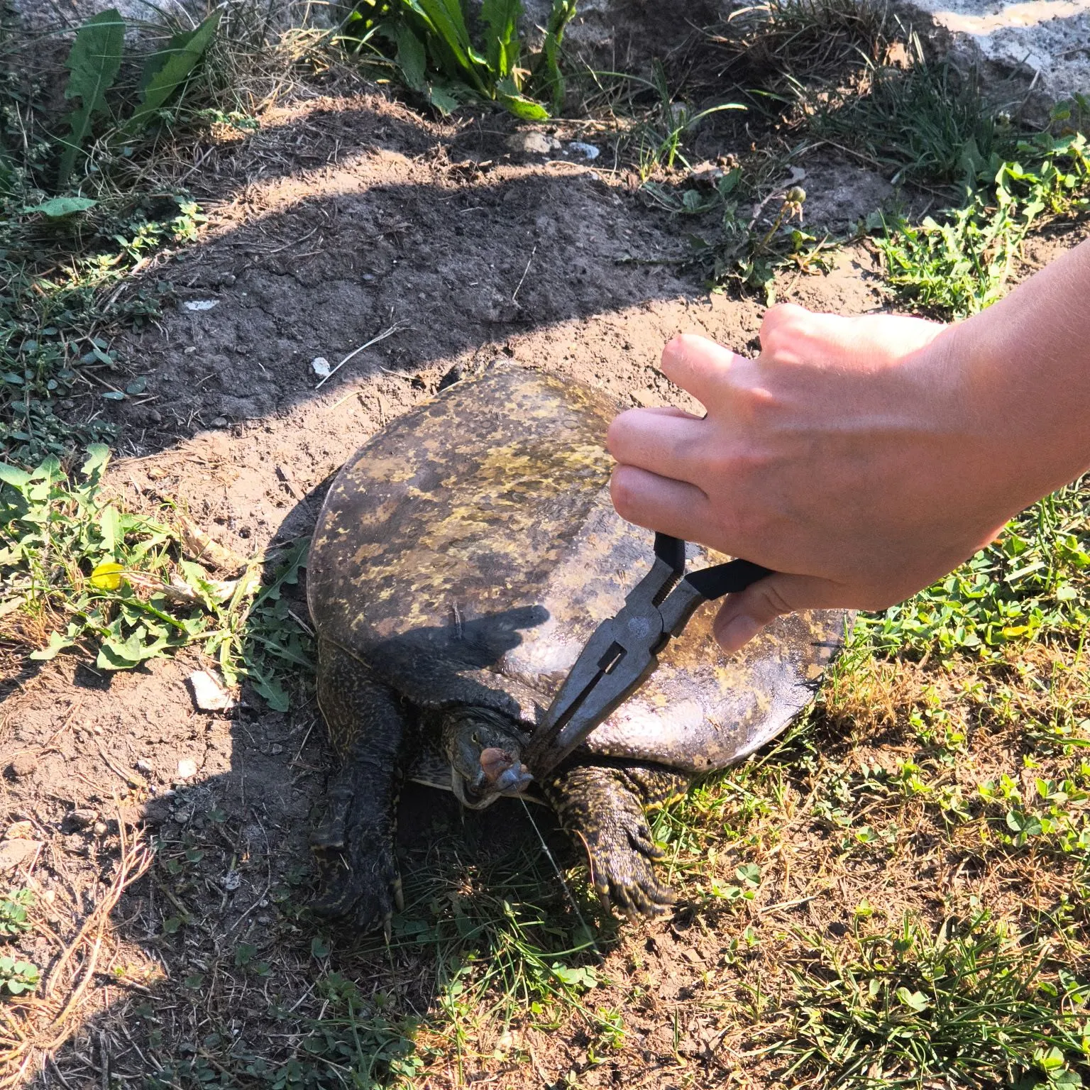 Spiny softshell turtle caught on Fishbrain