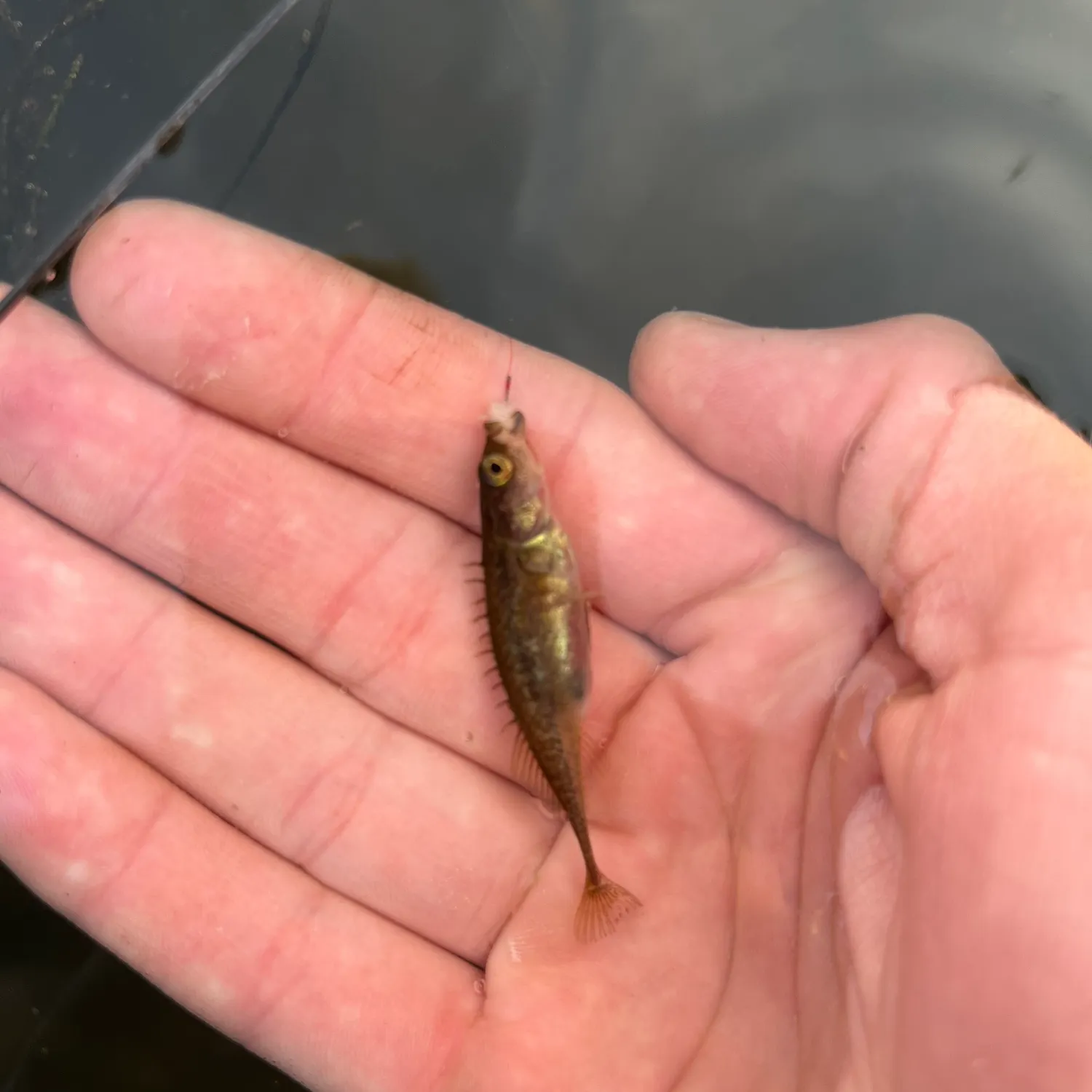 The most recent Ninespine stickleback catches on Fishbrain