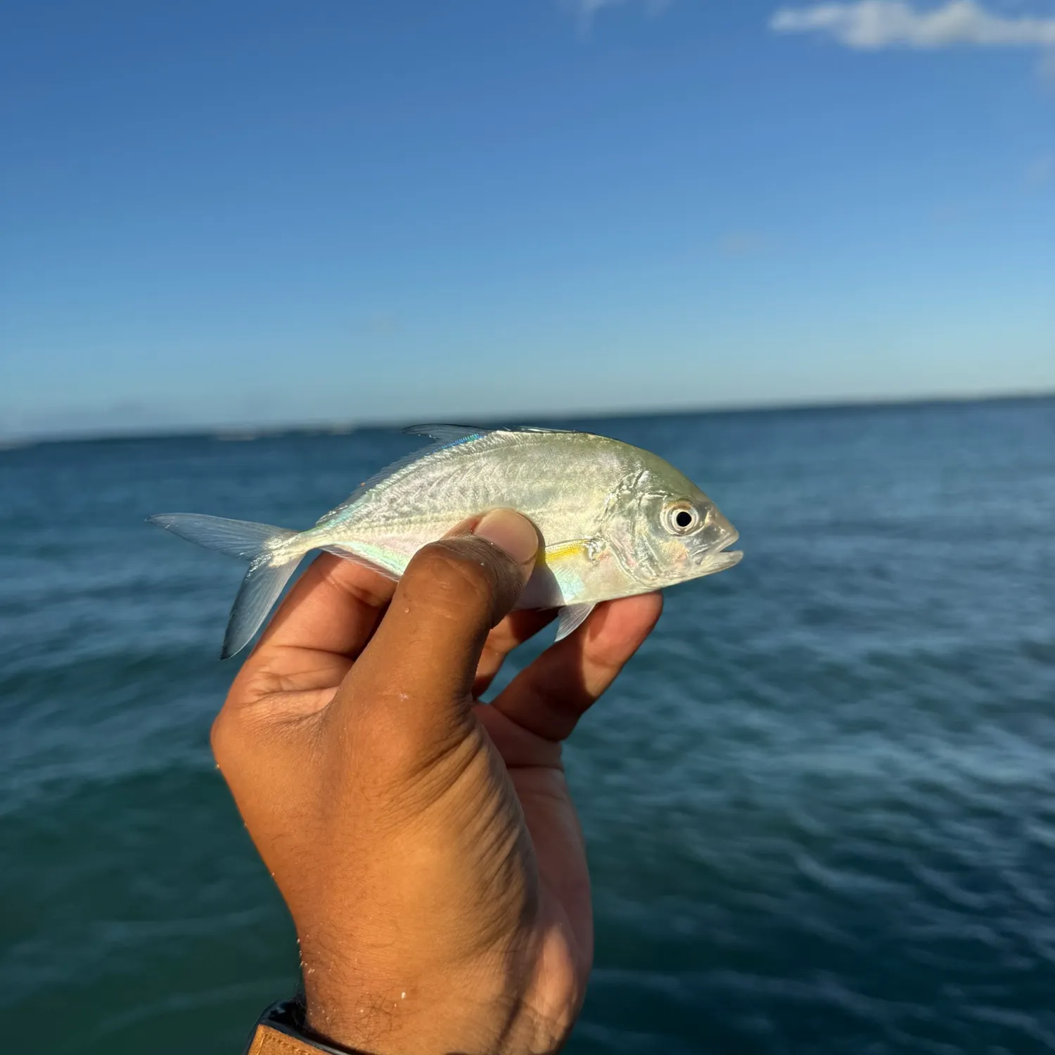 Bluefin trevally caught on Fishbrain