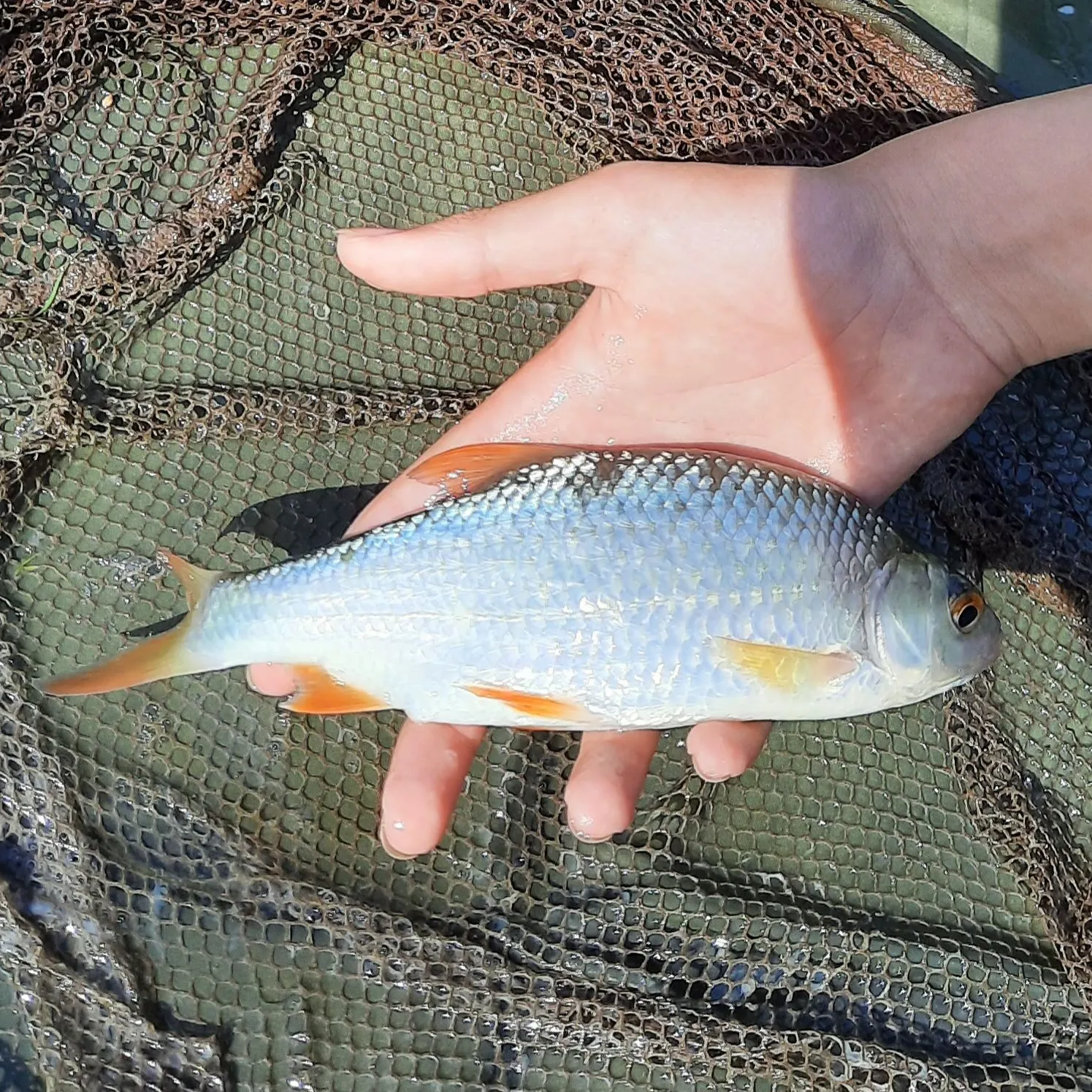 Common roach caught on Fishbrain