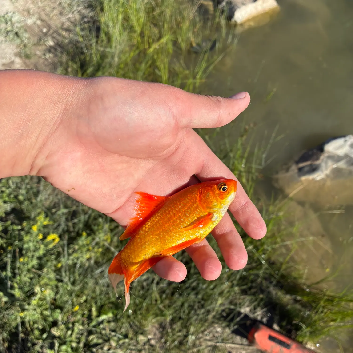 The most recent Goldfish catches on Fishbrain