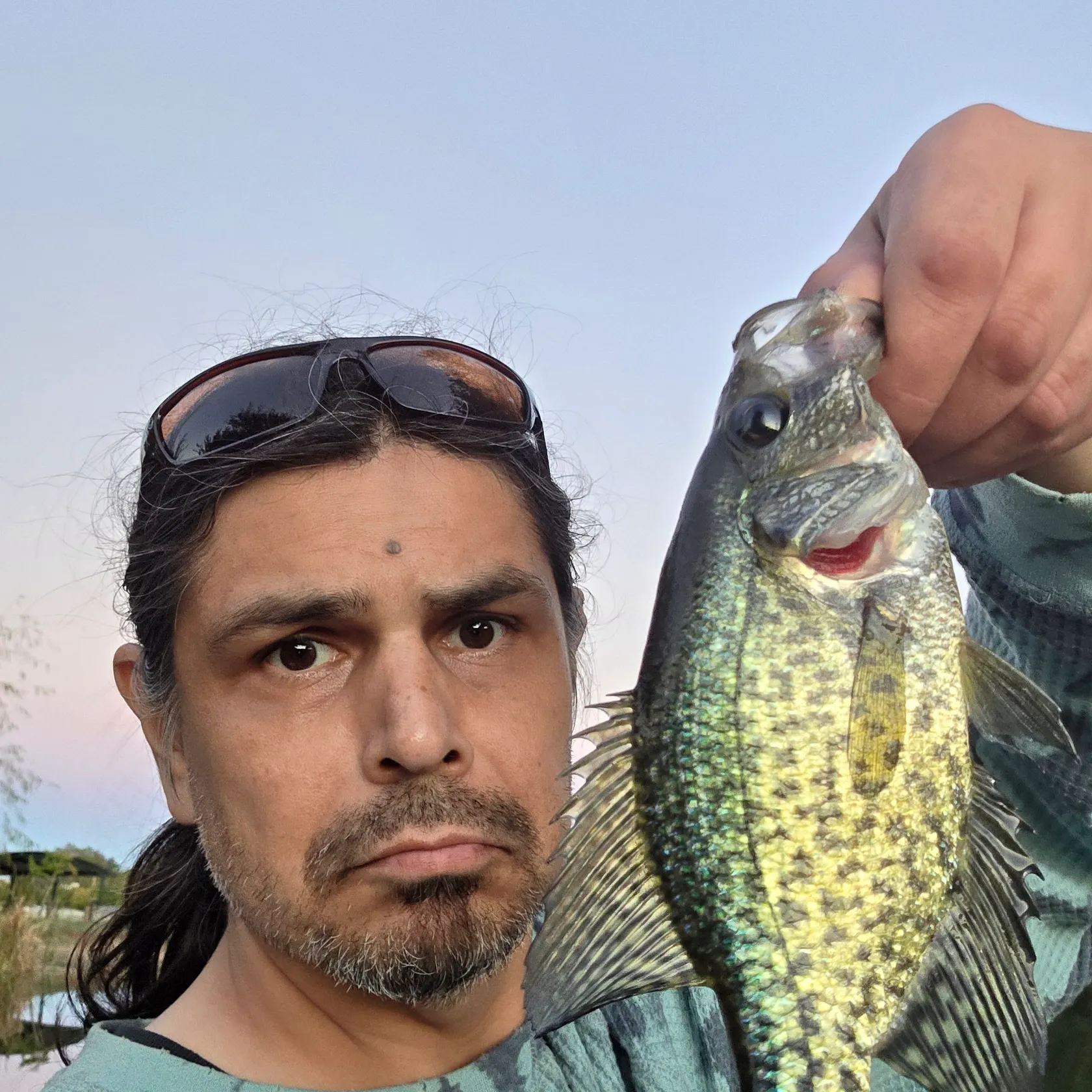 Black crappie caught on Fishbrain