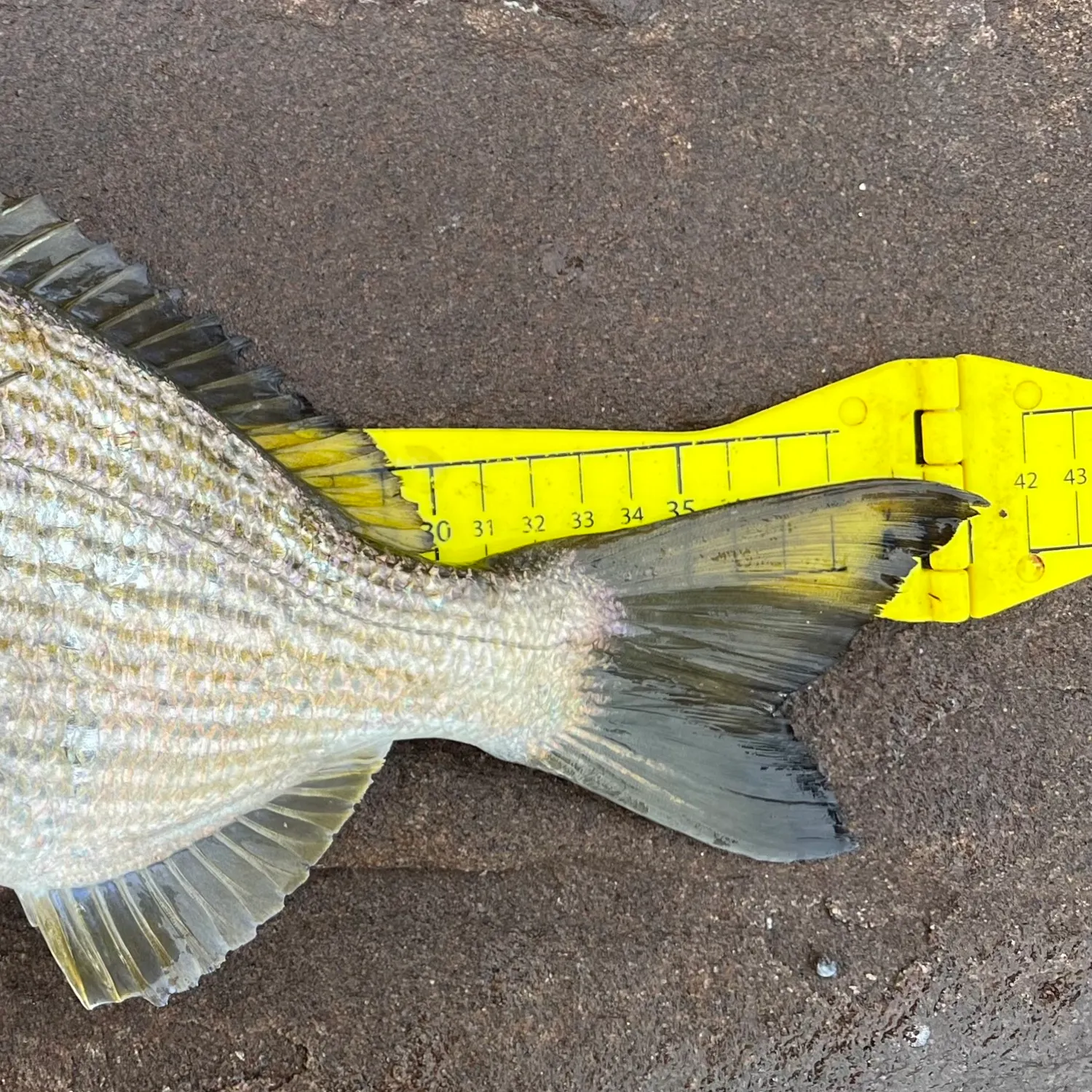 The most recent Goldlined seabream catches on Fishbrain