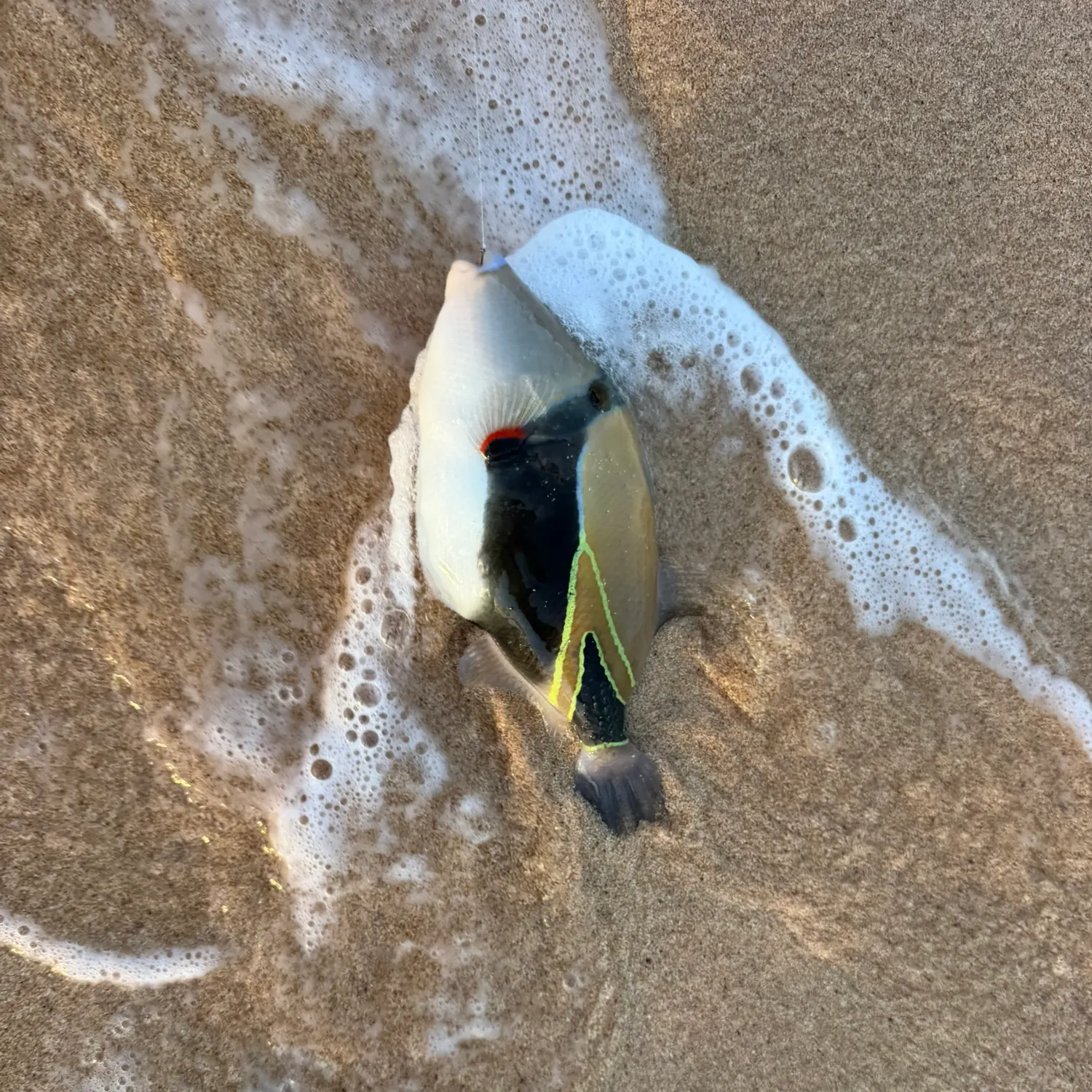 The most recent Wedge-tail triggerfish catches on Fishbrain