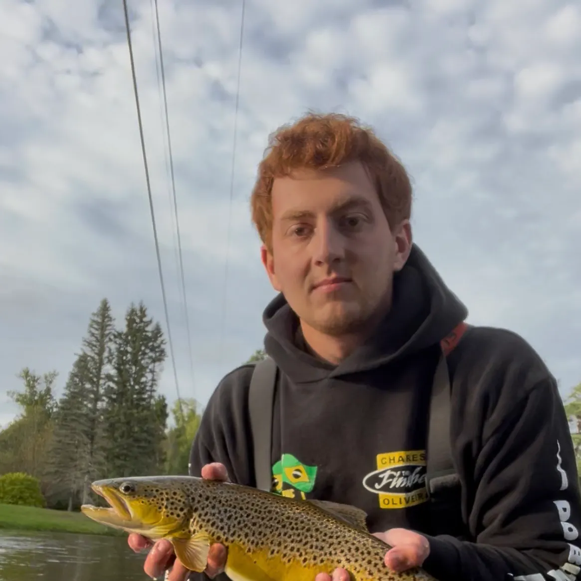 Brown trout caught on Fishbrain