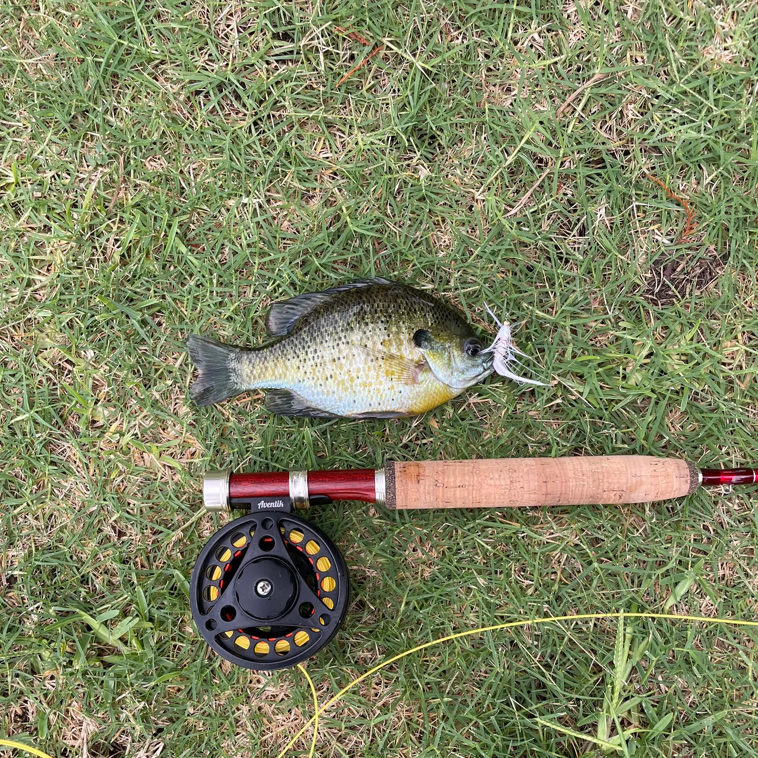 Bluegill caught on Fishbrain