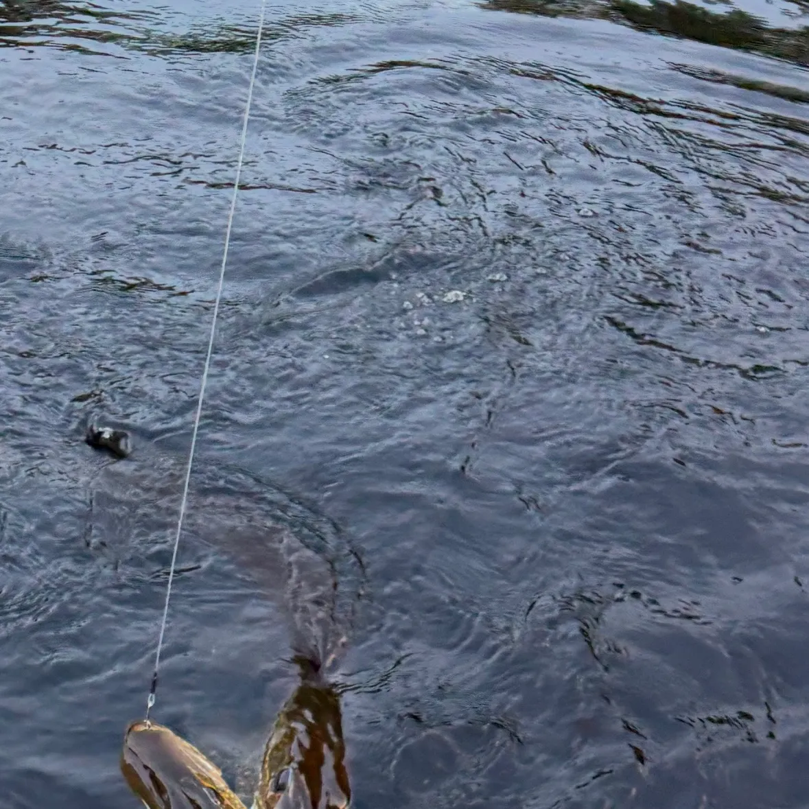 Northern pike caught on Fishbrain