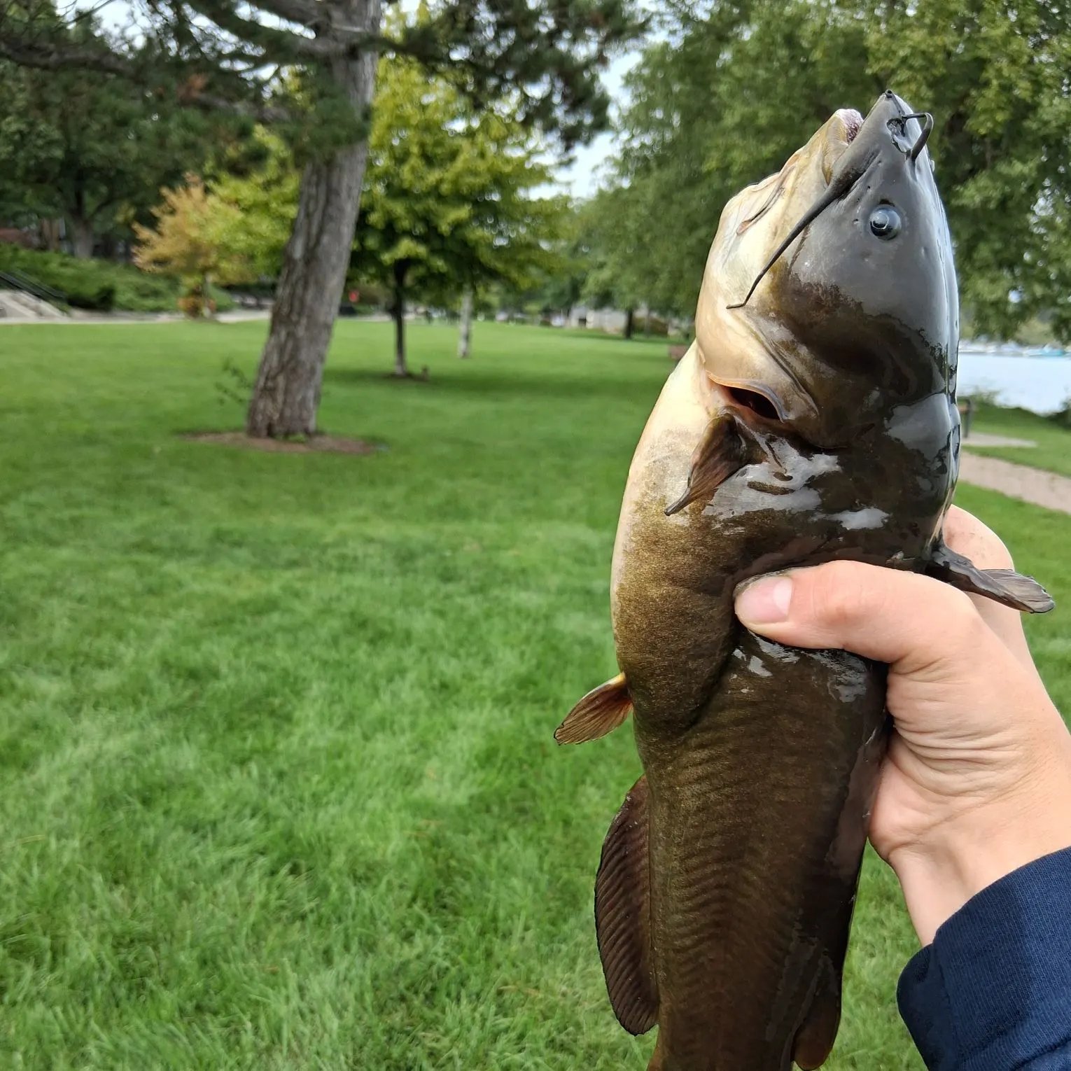 Brown bullhead caught on Fishbrain