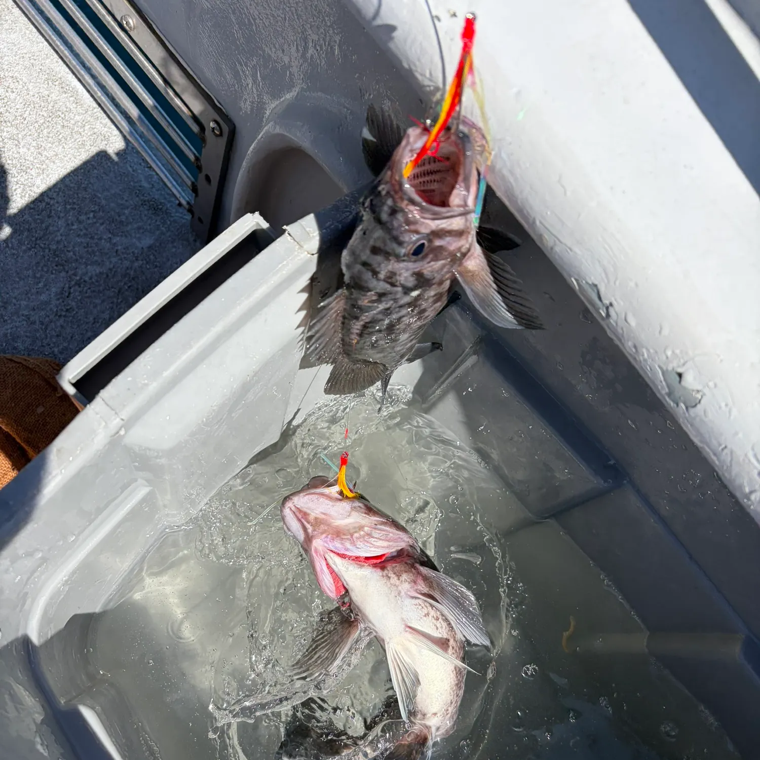 The most recent Blue rockfish catches on Fishbrain