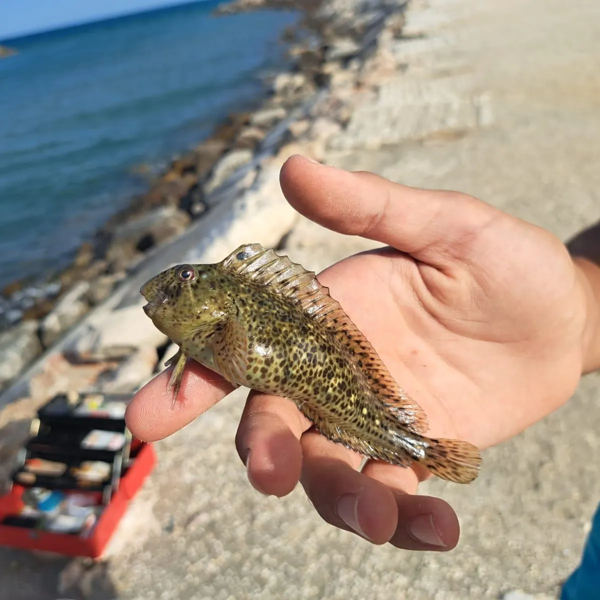 The most recent Atlantic wolffish catches on Fishbrain