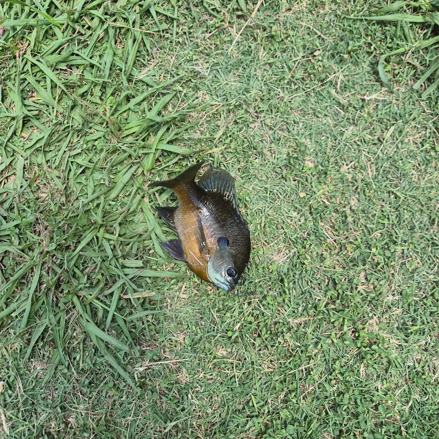 Bluegill caught on Fishbrain