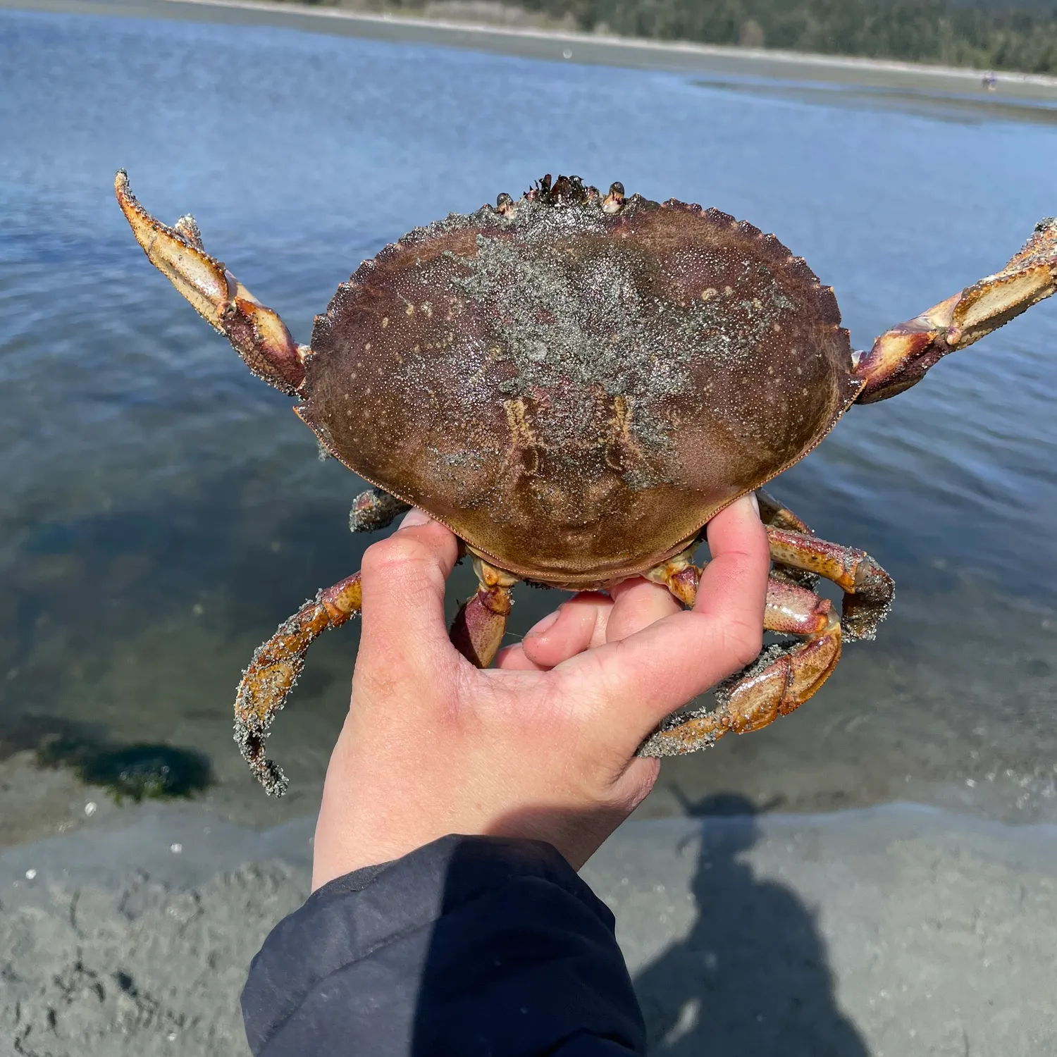 The most recent Dungeness crab catches on Fishbrain