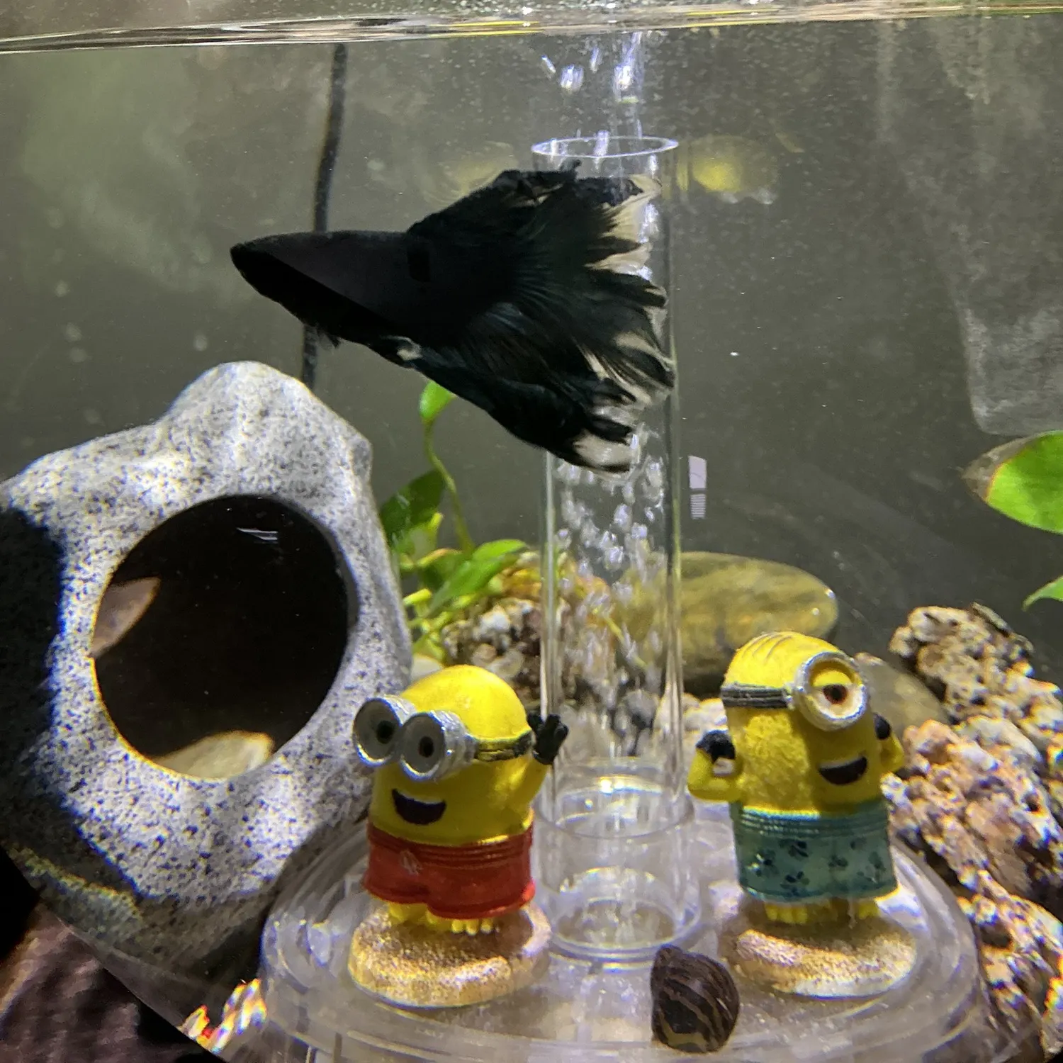 The most recent Siamese fighting fish catches on Fishbrain